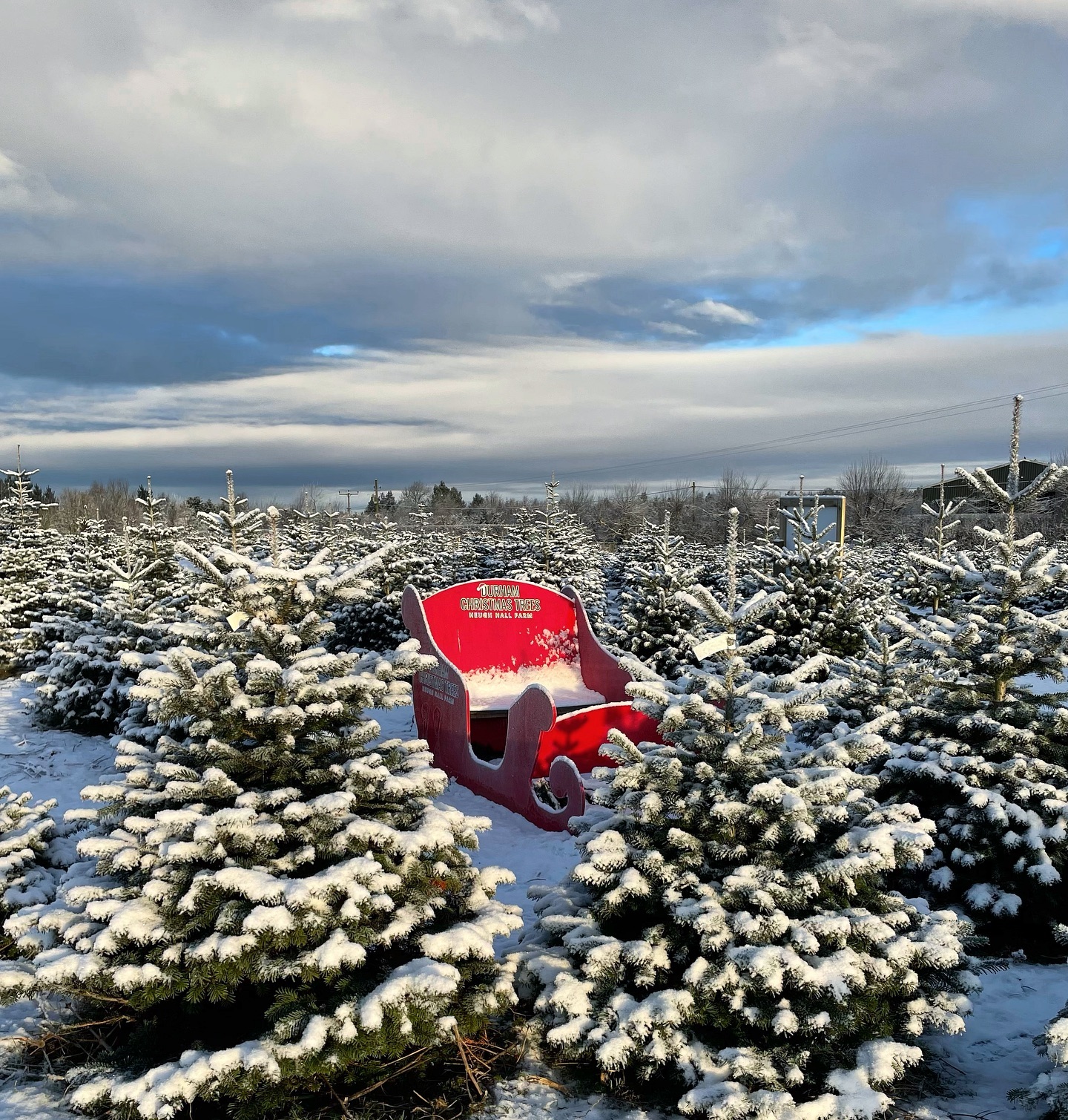 3 sleeps until we reopen for 2023🎄🛷
📆 Book a slot to visit us at durhamchristmastrees.co.uk
🌟 OPENING DATES & TIMES 2023, 10.30pm - 3.30pm each day 🌟
🎄 SATURDAY 25th NOVEMBER
🎄 SUNDAY 26th NOVEMBER
🎄 FRIDAY 1st DECEMBER
🎄 SATURDAY 2nd DECEMBER
🎄 SUNDAY 3rd DECEMBER
🎄 FRIDAY 8th DECEMBER
🎄 SATURDAY 9th DECEMBER - no booking required
🎄 SUNDAY 10th DECEMBER - no booking required
🌟 TREE PRODUCTS / SERVICES 2023 🌟
🎄PICK YOUR OWN plantation - Norway Spruce and Nordmann Fir. Dogs are welcome on a lead and refreshments will be available.
🎄FRESHLY CUT Nordmann Fir 5ft - 12ft, POT GROWN Nordmann Fir up to 6ft & Christmas Tree stands will be for sale
🎄CLICK AND COLLECT - message us with your requirements and we can choose the perfect tree for you
We look forward to seeing you all 😊🤞🏻🎄
#outdooractivities #locallysourced #freshlycut #pickyourown #PYO #durham #christmastrees #northeast #durhamchristmastrees #heughhallfarm #smallbusiness #christmasiscoming #nordmann #fir #norway #spruce