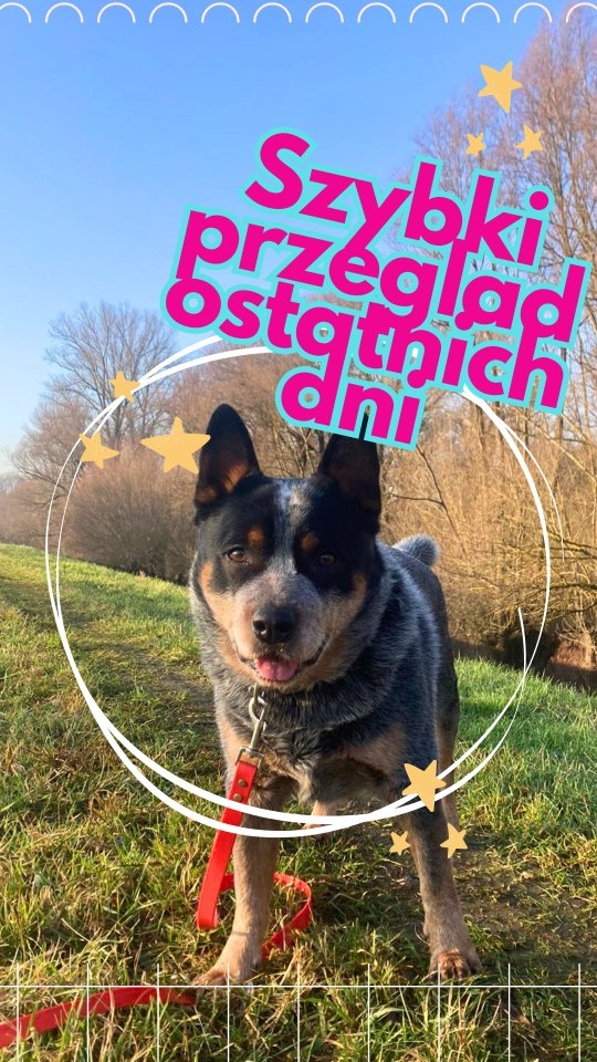 Zniknęłyśmy tu na chwilę.
Postowo - bo po prostu było bardzo intensywnie.
Dużo psów, dużo codziennej opieki i skupienie na tym, żeby każdy pies był wieczorem zadowolony, a nie tylko dobrze wyglądał na zdjęciach. Kiedy hotel pracuje na pełnych obrotach, a dni wypełniają nam długie spacery nad Wisłą i doglądanie wszystkiego na miejscu, treści w social mediach czasem schodzą na drugi plan.
Łapcie kilka kadrów z ostatnich dni. Bez okazji i bez historii do sprzedania. Zwykła codzienność w hotelu dla psów - ta, która dzieje się niezależnie od algorytmów.
Jeśli szukasz fachowej, spokojnej opieki - a nie miejsca, gdzie zdjęcia mają być ważniejsze niż pies - to jest dokładnie ten kierunek. Dobra opieka nie zawsze wygląda efektownie na zdjęciach.
#merdumerdu #hoteldlapsów #opiekanadpsem #profesjonalnaopieka #psikomfort #życiewhotelu #pracazpsami #spacerznadwisłę