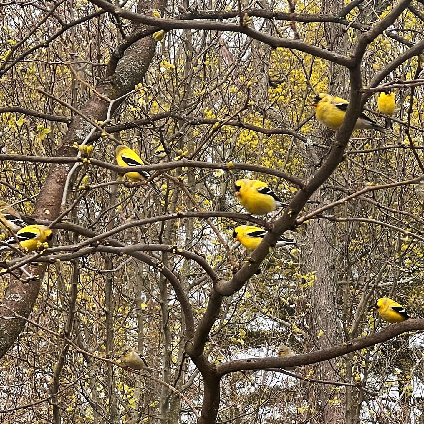 💛🌲💛
Between the Forsythia and the Finchies and the Fresh Young Maples Leaves, Springtime at the Spruces is Golden.