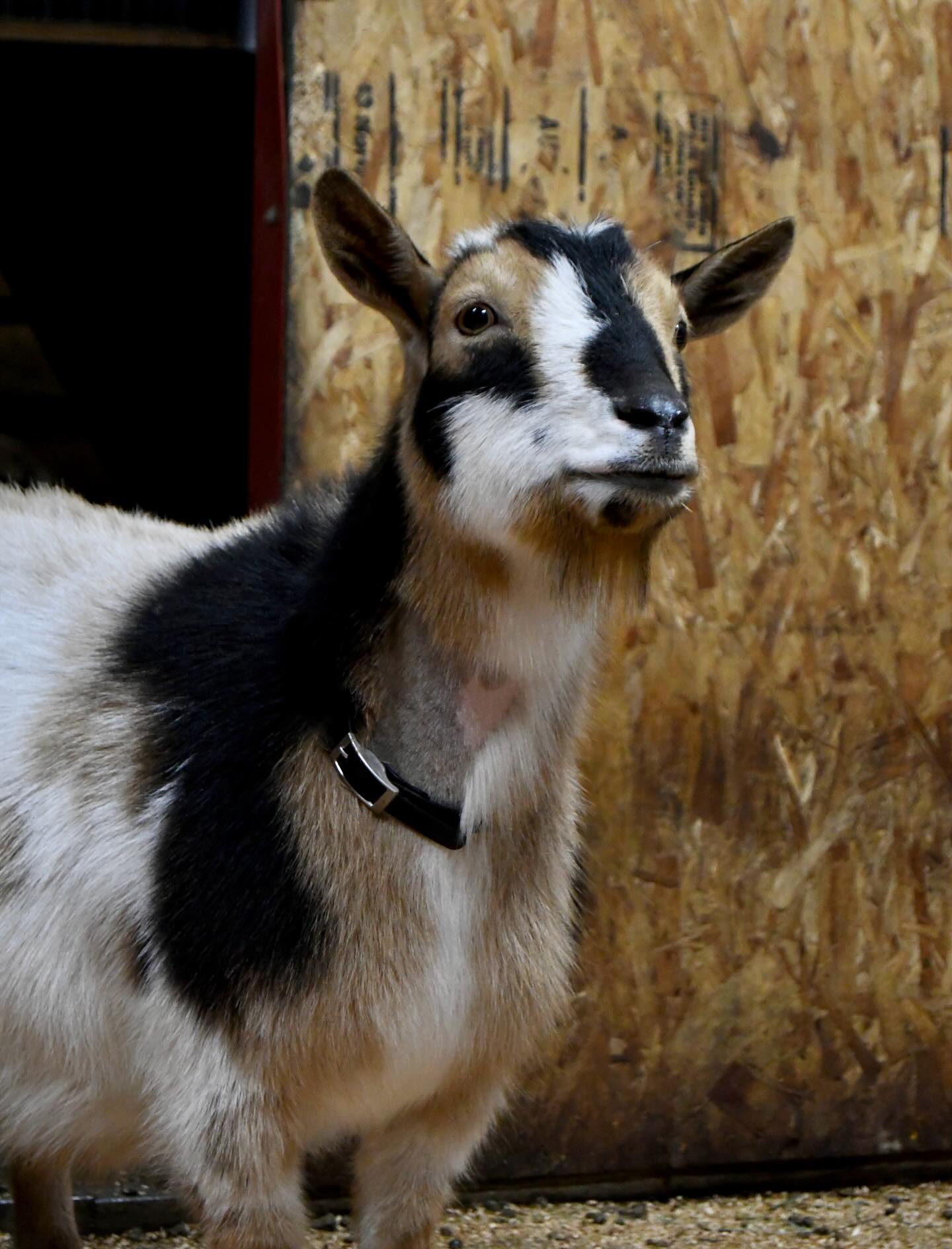 Hoping this girl will get bred this year 🙏
✨Rockin JF Winnie VGVE 87 🍯✨
Pedigree at https://www.rockin-j-farm.com/winnie
#adga #4h #farmlife #dairygoats #nigeriandwarfgoats