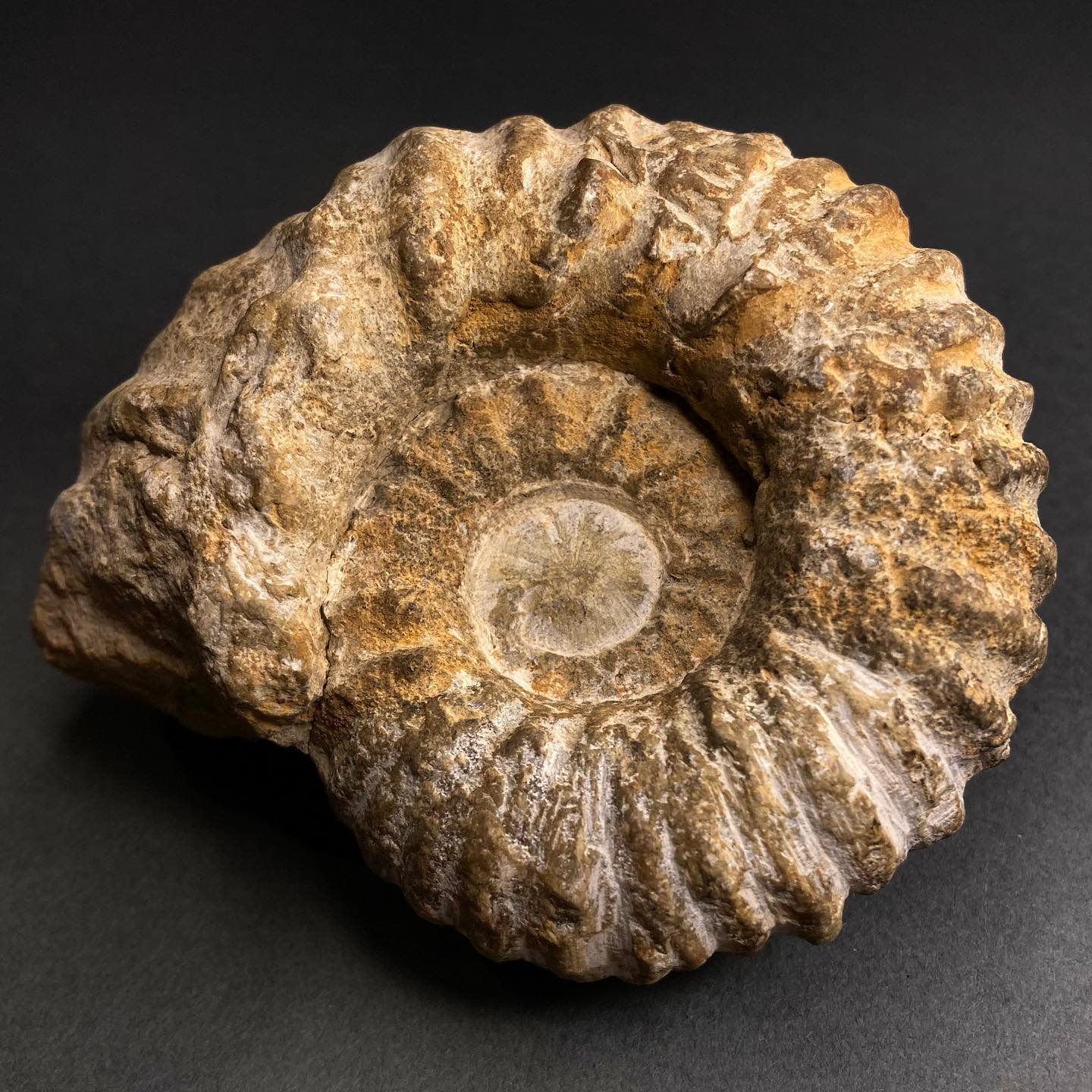 There are around 10,000 known species of ammonites and some scientists believe there could be at least that many left to discover!
The fossils of these creatures have been discovered on almost every part on the planet including Antarctica - which is known for its rich ammonite fossil sites.
Their size varied from just a few millimetres to at least 1.8 metres in diameter - although this fossil is incomplete and may have been up to 3 metres!
#ammonite#fossil#paleontology#naturalhistory#naturalhistorymuseum#sealife#extinct#extinctanimals#fossils#facts#didyouknow#interesting#museum#archeology#dinosaurs#dinosaur#jurassic