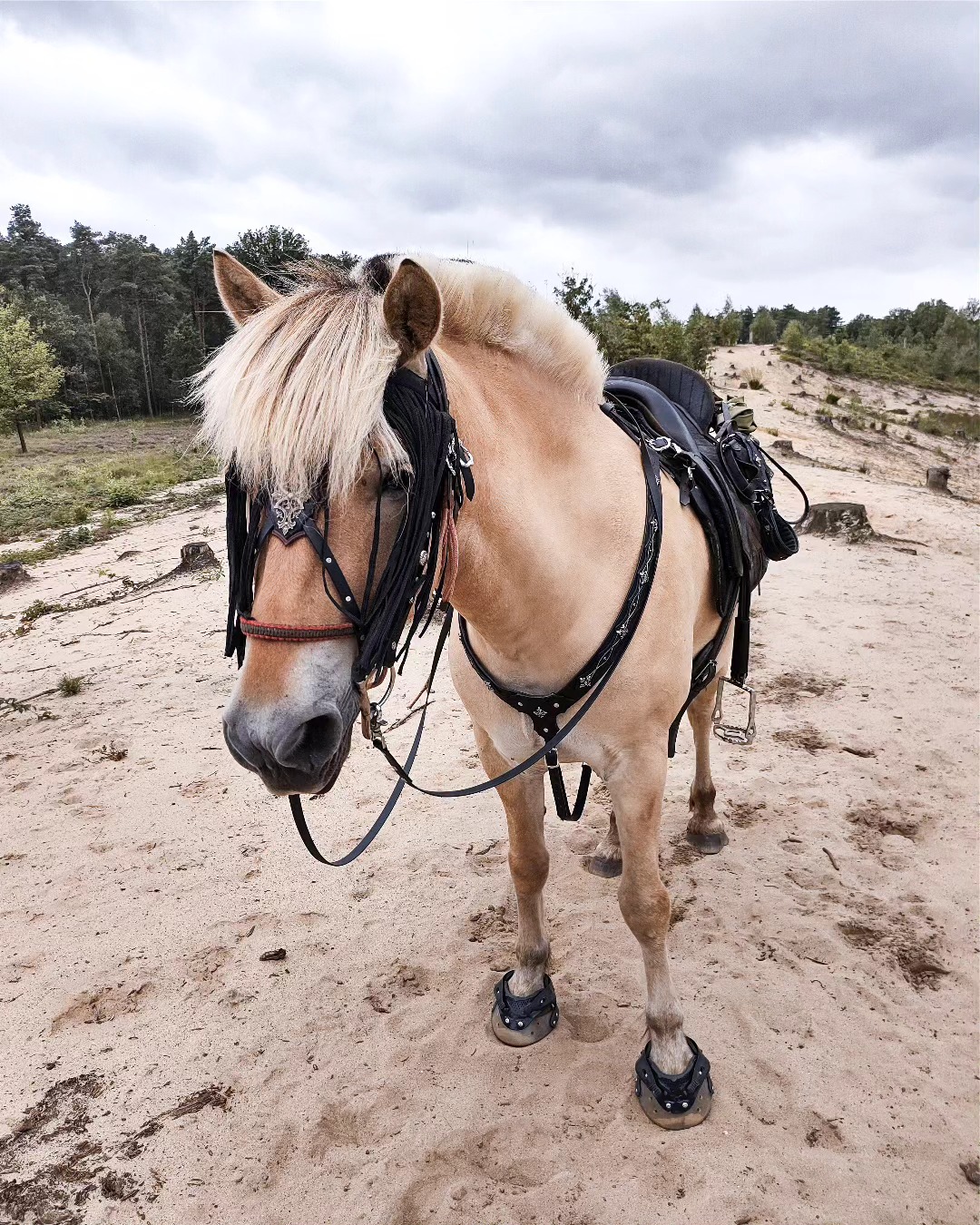 Net terug van een deugd doende vakantie met mijne pony!
Al jullie berichtjes en emails worden vanaf vandaag terug beantwoord 😜
Hoofdstel @sannevereide
Borsttuig @atelier_byerica
#holliday #outofoffice #horsetack #handmade #fantayhorsetack #medievalinspired #vakantietepaard #atelierbyerica