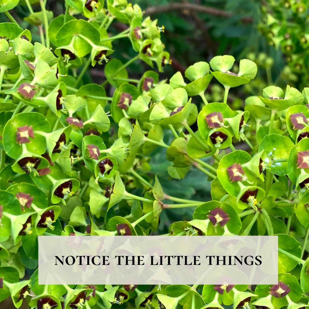 These times we live in often mean that we are rushing from one thing to another, and that we fill all supposedly ‘empty’ moments with noise of scrolling, reading, checking and liking.
What does it take to truly notice something?
Slowing down - means we become more aware of every movement we do, and everything that comes in front of us. We become more present.
Being curious - means that we are questioning what we see, searching for details, for beauty, for the little things we wouldn’t see otherwise.
Activating our senses - means that we are actively looking for sensory input to register.
For example, when I walk around the park with my camera knowing that I want to find some interesting images, I tend to do all of these three things. That way I get to notice things I would have had I just been hurrying, or walking and talking with a friend.
That’s when I noticed these amazing structures. :-) And of course, this is also true when trying to notice the narratives that run in our heads and inform our view of the world. But this is a topic for another post.
What do you do to notice the little things?
Ruth.