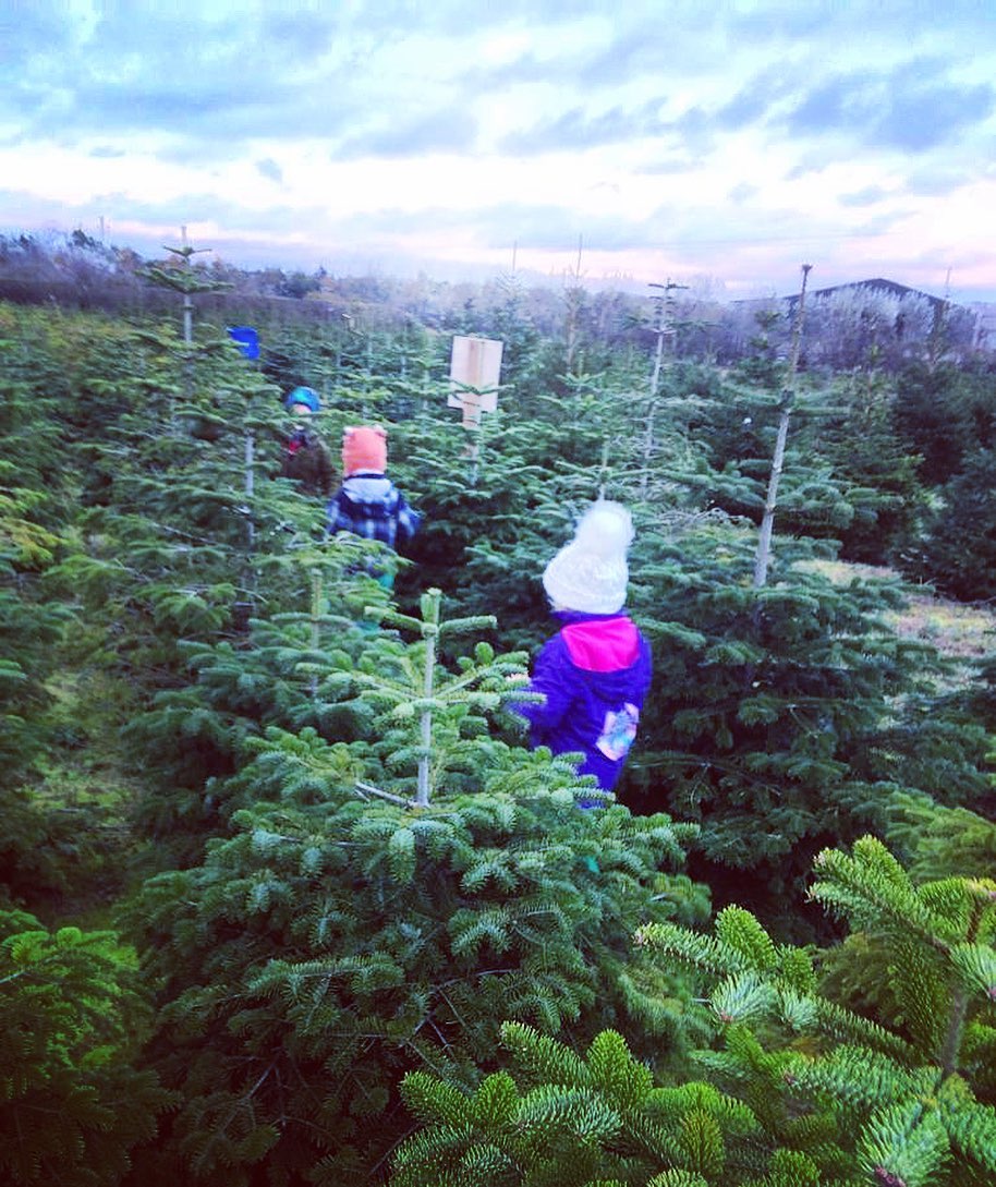 Who is excited to explore our NEW CHRISTMAS TRAIL amongst our pick your own trees? BOOK YOUR SLOT on our website today, only 9 sleeps to go…⏳👣🐾
🎄You can also enjoy the trail if you purchase one of our freshly cut 5-11ft or pot grown trees 3-6ft
☕️ Keep warm and wander round the plantation with a hot chocolate
🐶 Feel free to bring your four legged friends on a lead to pick your tree
🚗 We have improved parking facilities with capacity for 50 cars
❄️ Please remember to wear wellies or sturdy footwear
www.durhamchristmastrees.co.uk