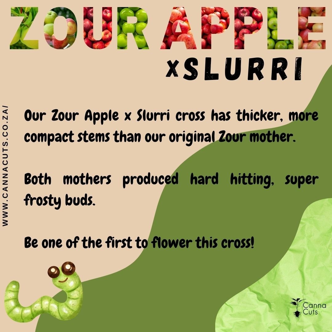 We don't know what the buds will look like yet. But we do know it comes from some impressive mothers!
Be one of the first to flower her out, only available at www.cannacuts.co.za shipping across SA!
#cannabissa #growyourown #homegrown #cannacuts