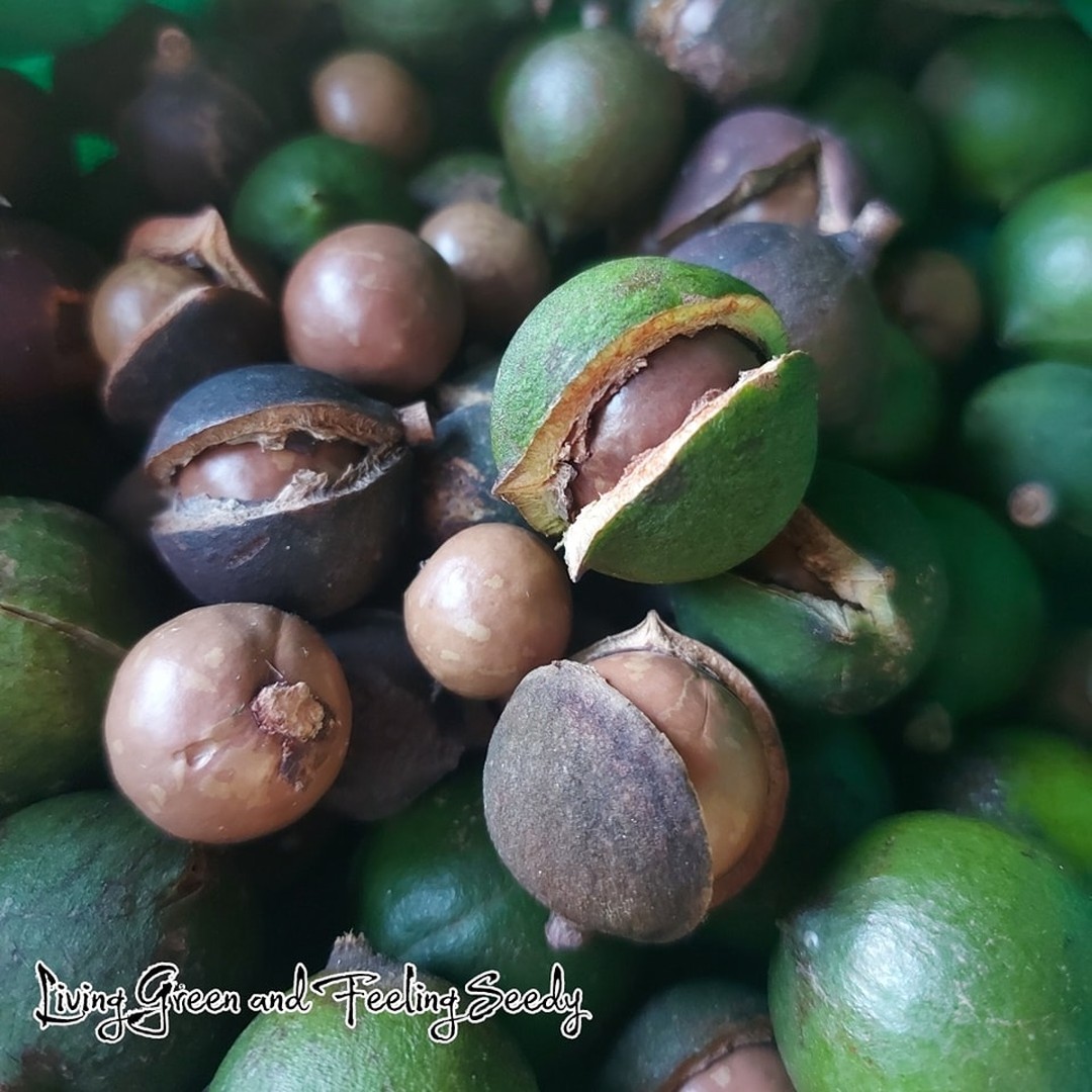 Fresh Macadamia seeds in stock now, get yours and grow your own Macadamia tree!
#macadamia #macadamianuts #macadamiaseeds #seedsupplier #bushtucker #aussiebushtucker #australianbushtucker #seeds #bushtuckerseedsupplier #freshmacadamiaseeds #seedsofinstagram #seedsofinsta #bushtucker #australiannative #australiannativeseeds australiannativeseedsupplier #aussiegrown #growyourown #plantphotography #yummy #deliciousnuts