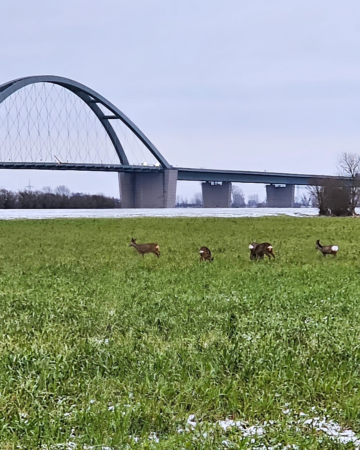 Im Winter lassen sich die vielen Rehe, Hasen und Fasane sowie die vielen Wildgänse auf Fehmarn noch besser entdecken.- Ob im Garten von unserem 'Haus im Felde' oder auf den vielen Feldern drum herum.
Spotting deers, rabbits and pheasants on the island Fehmarn in the baltic sea is very easy in wintertime. No matter if in our garden of the 'Haus im Felde' or on many of the fields around.
#hausimfelde
#Fehmarn
#sonneninselfehmsrn
#ferienwohnungen
#ferienappartement
#Winterzeit
#Rehe
#Ruhe
#Hasen
#Kite
#Surfen
#Windsurfen
#Radfahren
#holidayappartements
#islandinthesun
#balticsea