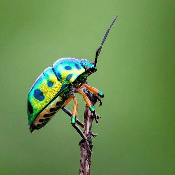 “Beetles eat anything from wild and garden plants to pollen, algal film, leaves, fruits, nuts, stems, roots, dung, carrion, rotten wood, construction timber, harvested grain, stored food, other invertebrates, and each other. They live in water, up trees, in the soil, in ant nests, in bee burrows, in our homes; they visit flowers, they patrol leaves, they fly and bump at the lighted window of a late summer evening. Beetles live everywhere and do everything. About half a million beetle species are identified, described and catalogued in the world’s museums and reported in about 250 years of erudite scientific literature, but in 1982 a philosophical bombshell rocked the entomological establishment. Insecticide fogging experiments in the Panamanian forests brought down a rich rain of known and unknown species into the collecting bins and ground sheets laid out below. Extrapolation of the 1,200 beetle species from one species of tropical tree suggested there were actually 12 million beetle species on Earth. But beetles are not only everywhere, in every shape, size and form, they can also be found all year round. They indicate freshwater quality, ecological continuity of threatened habitats like ancient woodlands and chalk downland; they are an excellent measure of local conservation effort and regional biodiversity.” – www.theguardian.com
Photo by @wildlife_through_lens
Subscribe to @trilliontreescampaign for more inspiring nature content and to connect with easy ways to plant trees around the world.
One of the easiest ways to create more beetle habitat is to help plant trees by switching your web browser to @Ecosia to plant trees for free while you search the web. Ecosia.org is the ‘search engine that plants trees’ by donating 80% of their advertising revenue to effective tree planting projects around the world with a focus on biodiversity hotspots.
#trilliontreescampaign #trilliontrees #reforestation #generationrestoration #wildnature #beetles #beetlesofinstagram #beetle #wildlife #wildlifehabitat #habitat #biodiversity #wildlifeplanet #wildlife_inspiration #wildanimals #naturephotography #nature_inspiration #naturebeauty_pix #naturemeditation #naturelifeearth