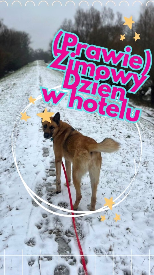 W prawdzie ciężko uznać, żeby pogoda zachęcała do aktywności (patrzę na charta pod kocem), jednak nam to nie straszne 💪
Długość i intensywność spacerów dopasowujemy do możliwości psa. Zdrowy, kudlaty pies chętnie będzie się bawić w akurze takiej jak dzisiaj. Zmarźluchy raczej szczęśliwe nie będą 😂
Zamiast tego możemy im zaproponować inne aktywności: zabawy w salce, proste dog fitnessy albo zajęcia na suchej bieżni.
#merdumerdu #nowydwormazowiecki #hoteldlapsa #pieswhotelu #zimawhotelu #gdziejestzima #opiekadlapsa #dogwalker #petsitter #warszawa