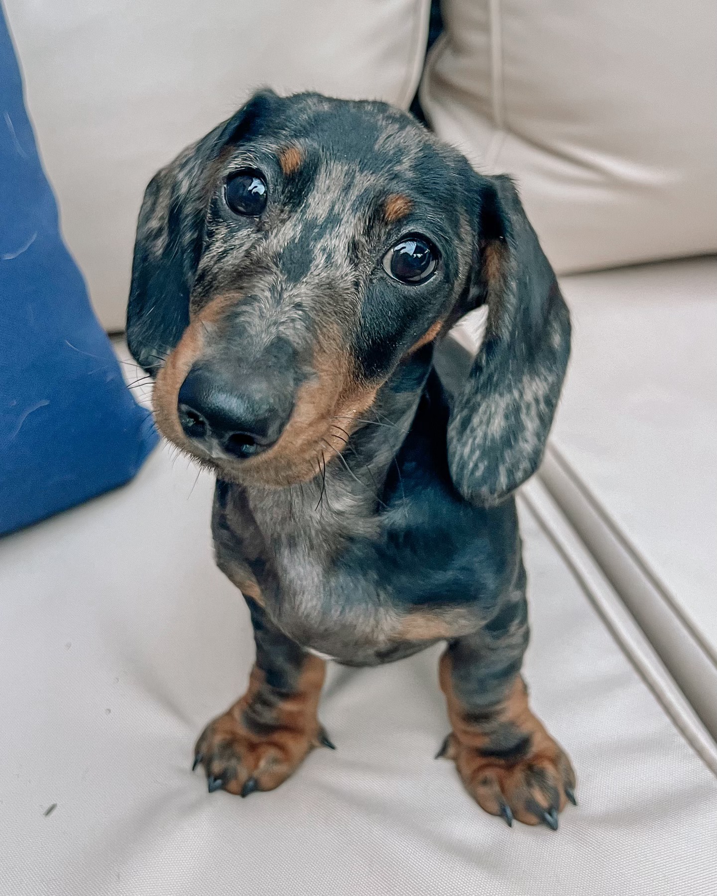 This is my new puppy Murphy! He’s thirteen weeks old and we’ve been working on potty and crate training along with a smooth integration with my two other dogs. He’s clicker and exposure training. He’s been the most perfect addition to our family! 🐶🐶🐕🤍🤎🖤