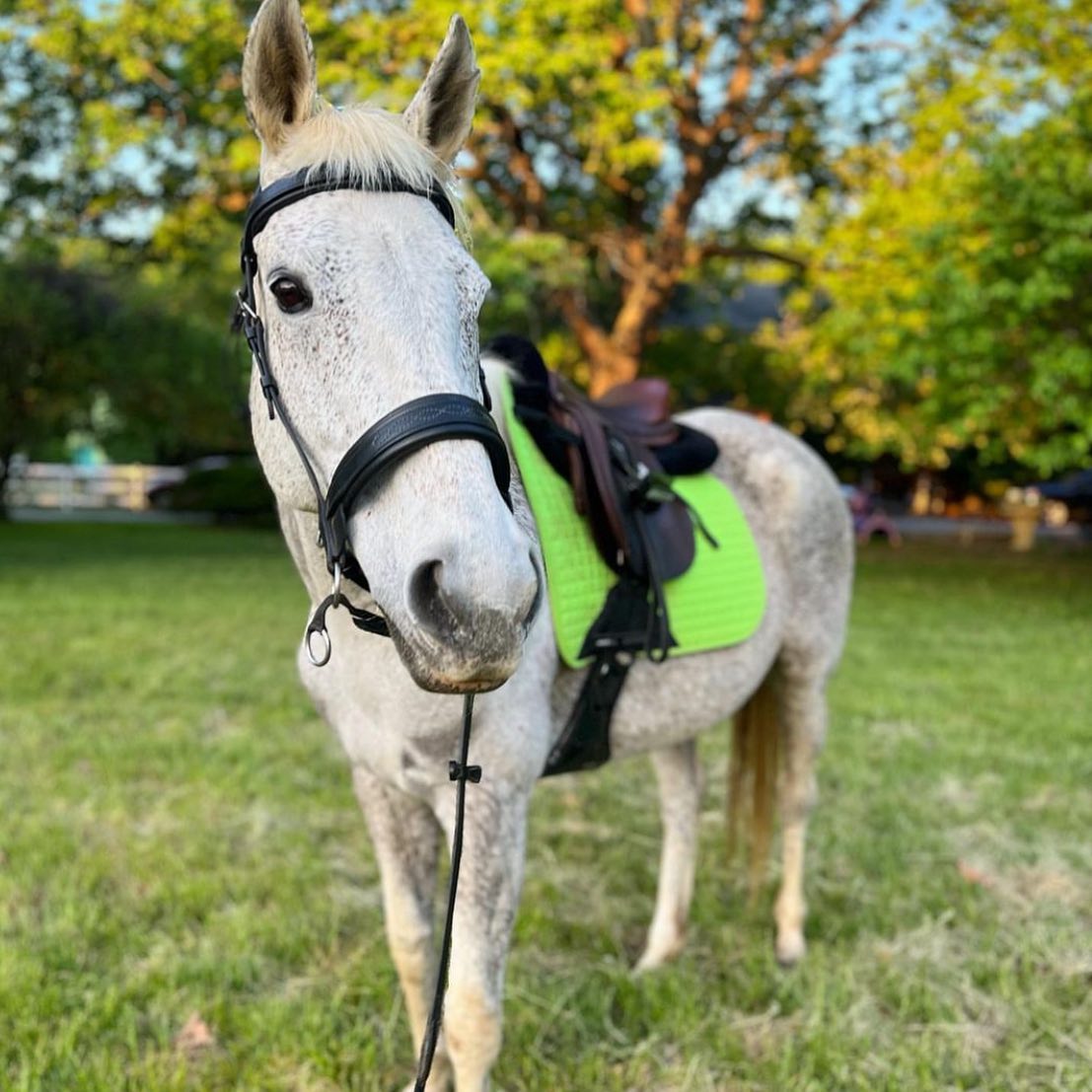 Thanks for sharing @reigningphoenixequestrian such a lovely girl🍀
#transcendbitlessbridle #doublebitlessbridle #simplesidecue #bitless #freedom #connection #superiorquality #englishleather #equine #horse #pony #bespoke #naturalhorsemanship #equestrian #baroque #horseaddict #equality #tack #biothane #photography #glowup #natural #horsesofinstagram #showjumping #dressage