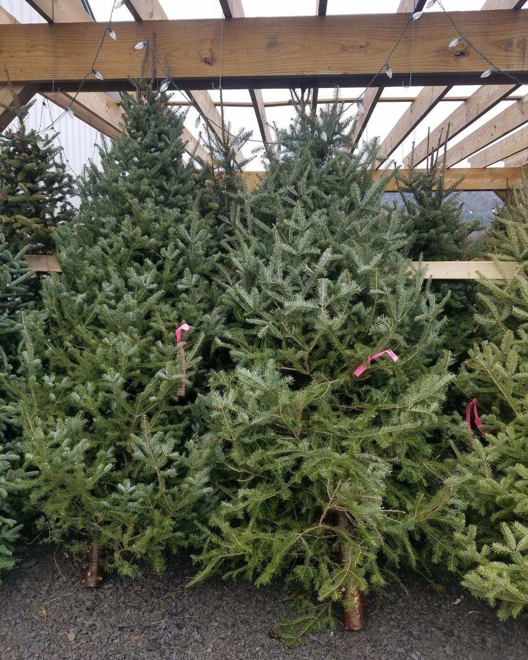 Fresh cut trees from our Friends the Testas!
6 to 20 foot Balsam and Balsum Firs. π
Hours: Thursday thru Sunday 9am to 5pm