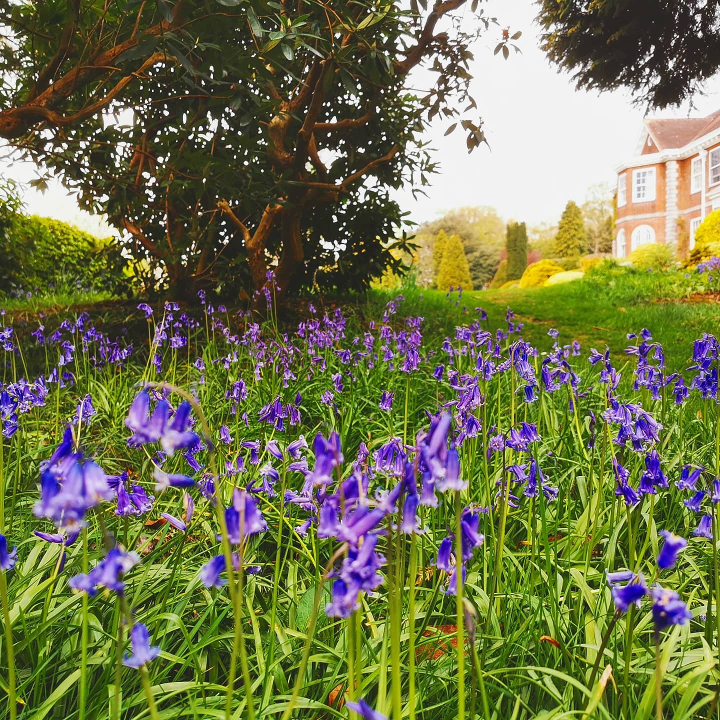 The Bluebells are in full flower right now creating a swathe of colour in one of our clients gardens.
#bluebells #bluebell #spring #springtime #garden #gardening #flowers #flower #bloomsford #outdoors #lovemyjob #green #countryhouse #countryliving