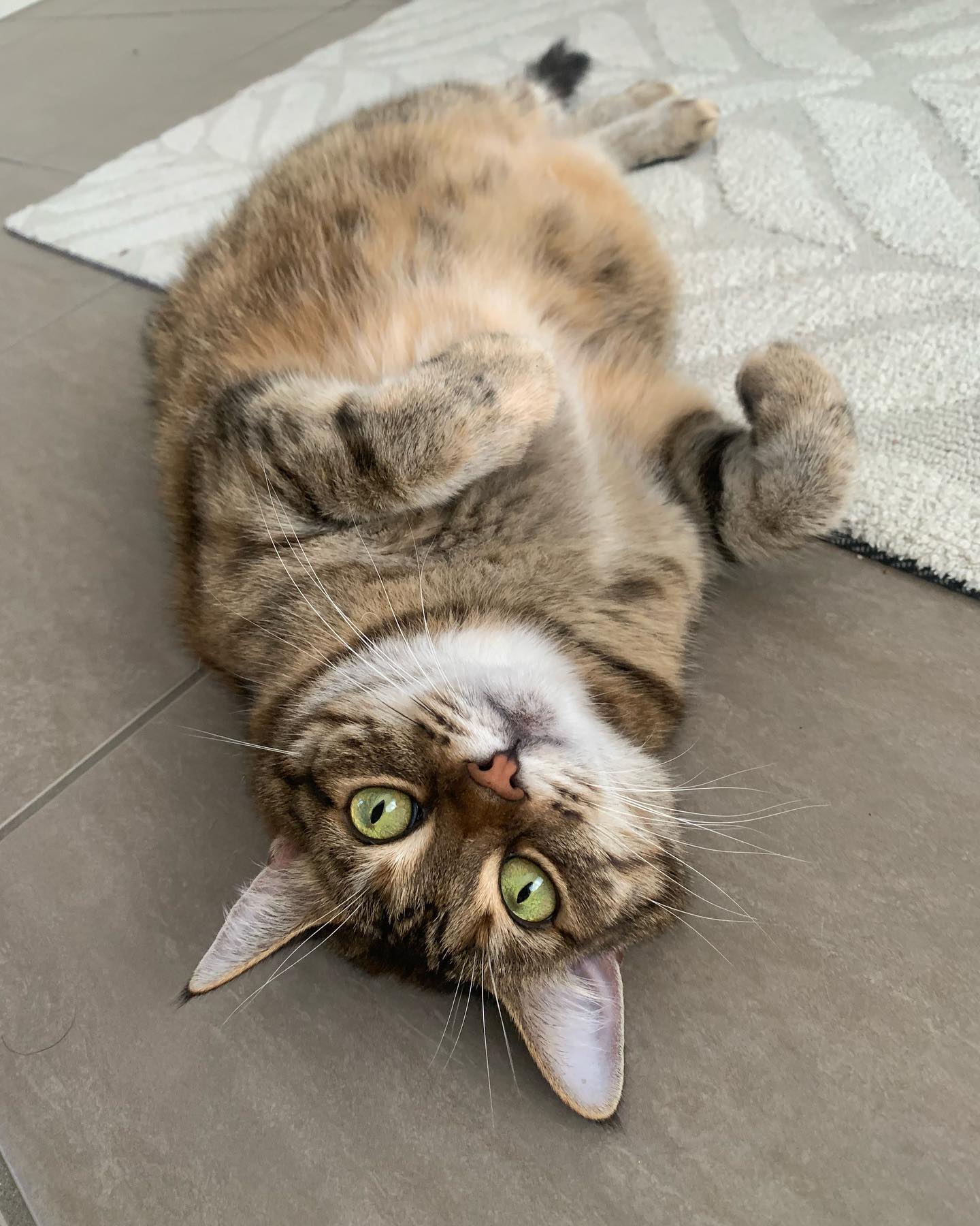 Happy Friday from beautiful Bao 😻
#cat #catstagram #catsofinstagram #catsofbrisbane #love #cute #chasingtailsbrisbane