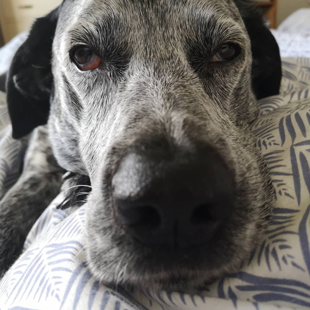 None of us are liking the idea of restricted movement but maybe this is a good time to get on top of your dog or cats behaviour problems.
I'm still happily working to help you with your dog and cats problems. If a visit is not suitable then I offer phone or video consults to help you through this period.
Also happy to help with enrichment ideas and how to keep your dog happy if you are on restricted exercise.
#dogbehaviourconsultant #catbehaviourist #dogbehaviourist #dogseparationanxiety #dogenrichment #workingfromhome #silverlining #dogs #cats #clinicalanimalbehaviourist #dogbehaviourspecialist #lockdown #learntolivewithyourpet
#phoneconsult #videoconsults #eastsussex #westsussex #brighton #brightonandhove #southeastengland #kent