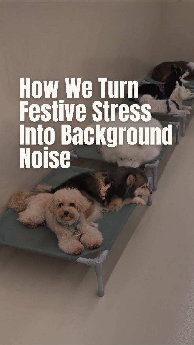 Preparing for the Roar. ๐ฆ๐งง
With Chinese New Year approaching, the sounds of the Lion Dance are everywhere in Singapore. While festive for us, the loud, rhythmic drumming can be a major stressor for our dogs.
At Wags, we don't just "manage" noise; we proactively work on ๐๐ผ๐๐ป๐ฑ๐ฎ๐๐ถ๐ผ๐ป๐ฎ๐น ๐๐ฎ๐น๐บโข.
๐ข๐๐ฟ ๐๐ฒ๐๐ฒ๐ป๐๐ถ๐๐ถ๐๐ฎ๐๐ถ๐ผ๐ป ๐ฃ๐ฟ๐ผ๐ฐ๐ฒ๐๐:
๐ข ๐๐ผ๐ & ๐ฆ๐น๐ผ๐: We introduce the sounds at a low volume in a controlled, neutral environment.
๐ ๐๐๐ถ๐น๐ฑ๐ถ๐ป๐ด ๐ฃ๐ผ๐๐ถ๐๐ถ๐๐ฒ ๐๐๐๐ผ๐ฐ๐ถ๐ฎ๐๐ถ๐ผ๐ป๐: We pair the sounds with high-value rewards to change the dog's emotional response.
๐ ๐๐ฐ๐๐ถ๐๐ฒ ๐๐ผ๐ฎ๐ฐ๐ต๐ถ๐ป๐ด: We monitor for subtle signs of stress and reward the dog for choosing to remain calm, neutral, and regulated.
We want our dogs to navigate the festivities with a neutral mind, not a fearful one. This is the Wags difference.
Is your dog ready for the festivities? Tap the link in our bio to learn more about our Calmness Firstโข approach. โ๏ธ
#CNY2026 #YearOfTheHorse #CalmnessFirst #FoundationalCalm #DogsOfSingapore
