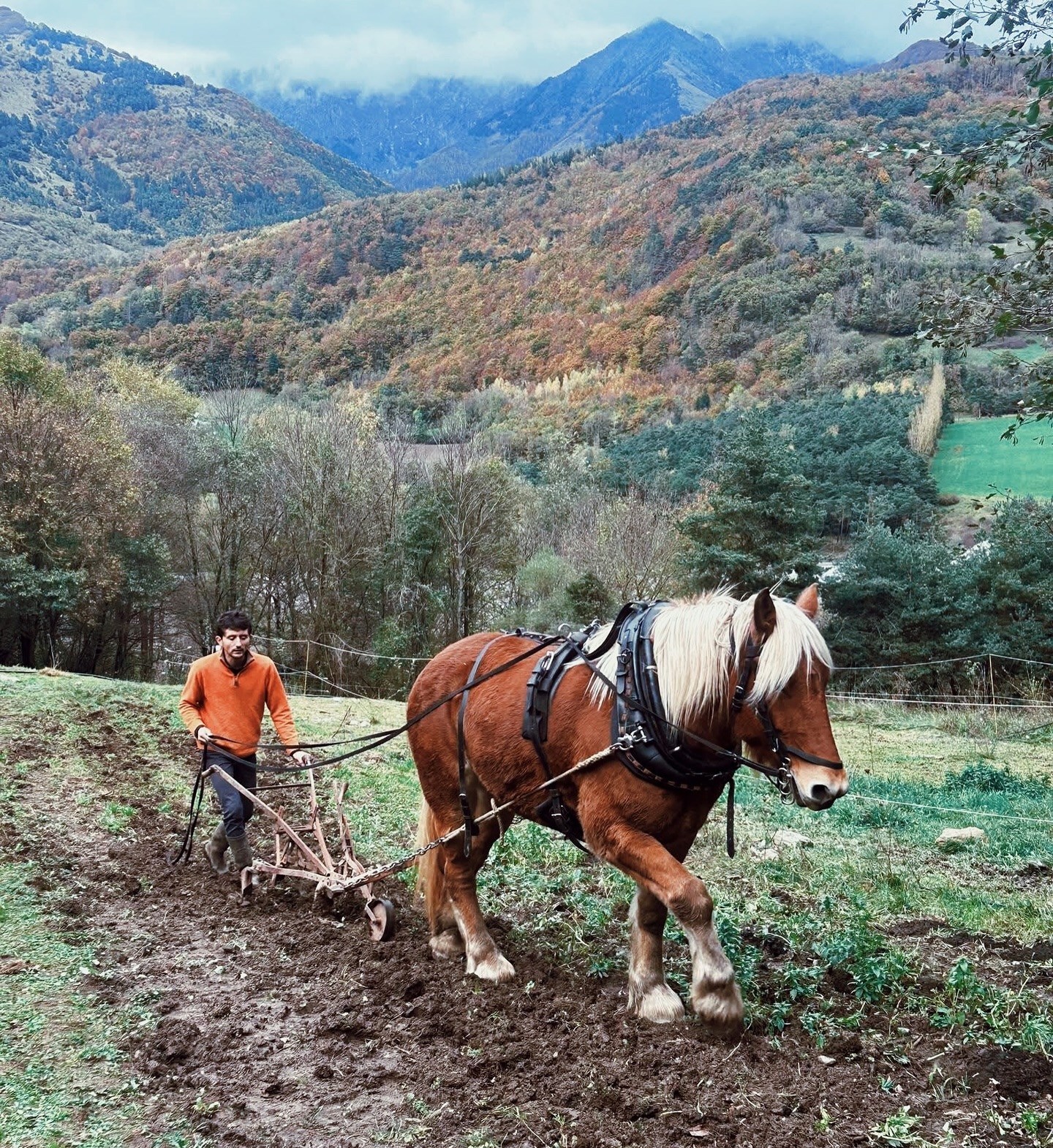 Vous ai-je déjà dit que nous étions deux à travailler sur la ferme ? 🐴
Les fruits et les plantes sont en effet cultivés par mes mains mais aussi..…..les sabots de « Jouvence ». Jouvence, c’est le nom de ma jument de race Trait Comtois, de 6 ans. Voici ses missions sur la ferme :
- travailler la terre pour la rendre fine et aérée avant les semis et plantations
- désherber les rangs de culture à la bineuse
- entretenir par le pâturage les abords de la ferme et les espaces non-cultivables
Elle n’est pas un outil de travail mais une vraie collègue au quotidien. Friandises et attentions lui sont apportées chaque jour pour son plus grand bonheur 🤍
Enfin, grâce à elle, la ferme n’a pas besoin de tracteur ni de débroussailleuse. Son fumier sert à fertiliser les cultures et aucun produit chimique n’est nécessaire pour le désherbage des cultures.
#merveillesdescimes #champsaurvalgaudemar #agriculturebiologique #tractionanimale