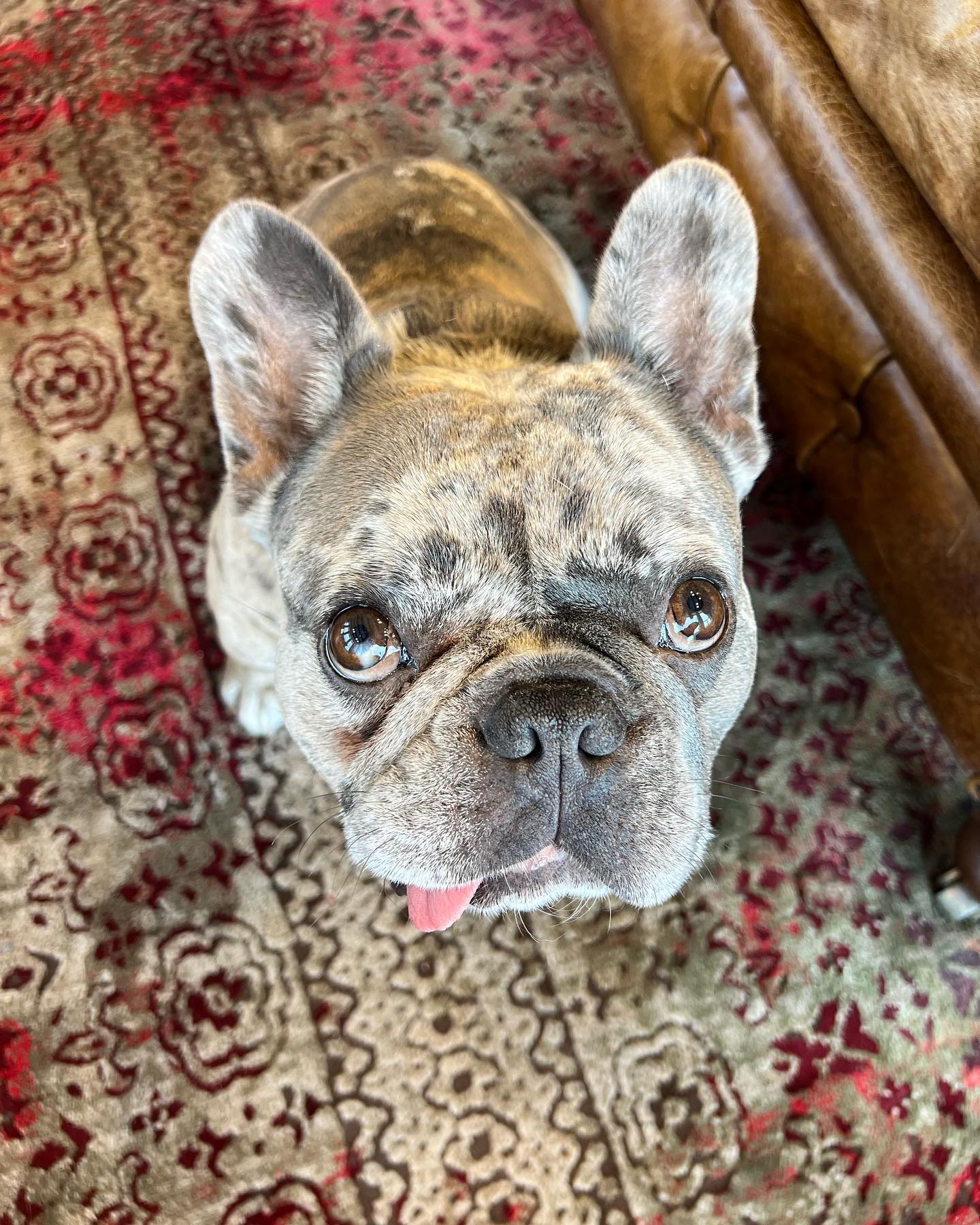 ⭐️ Pet Appreciation Week Feature: Cooper ⭐️
Meet Cooper. Cooper ❤️’s his role as Mizner Bioscience’s office dog and looks forward to coming in every week. We show Cooper how much we appreciate him by keeping his favorite snacks and toys in the office. #MBPAW