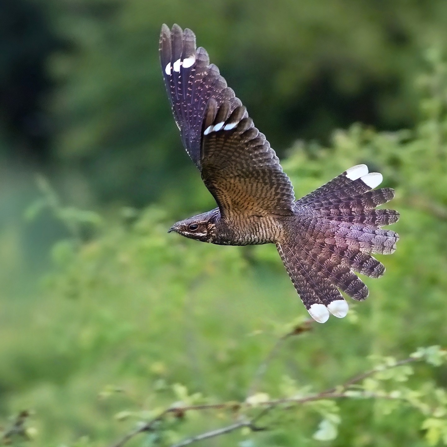 GLOBAL NIGHTJAR NETWORK BLOG – #2 SIZE MATTERS
If you are into nightjars, you may have been fortunate enough to come across some species with spectacular ornaments on wings and tails like the African Pennant-winged Nightjar (Caprimulgus vexillarius) and the South American Lyre-tailed Nightjar (Uropsalis lyra). As a matter of fact, most nightjars show some degree of sexual dimorphism where males display more striking markings on outer wing and tail feather, suggesting that it may signalling their quality to conspecifics.
In this blog post @nightja.rs guides us through the fascinating findings in a recent study on the variation of wing- and tail ornaments in the European Nightjar (Caprimulgus europaeus).
Read it here: https://www.globalnightjar.org/post/size-matters-at-least-for-the-nightjars