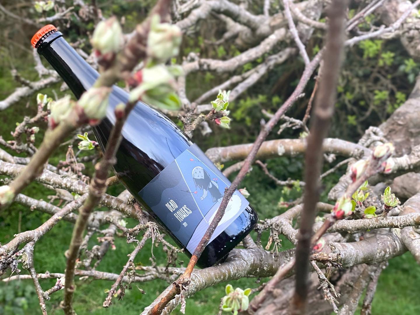 My next cider review is out on www.malvernmusings.com this time it’s the floral, bitter and fruity Dead Flowers 2019 from @littlepomona . Link in bio. Dead Flowers is available @malverncellar
.
.
.
.
.
.
#cider #apple #tasty #delicious #pommelier #pomona #dabinett #drinks #alcohol #threecounties #herefordshire #worcestershire #malverncellar #appletrees
