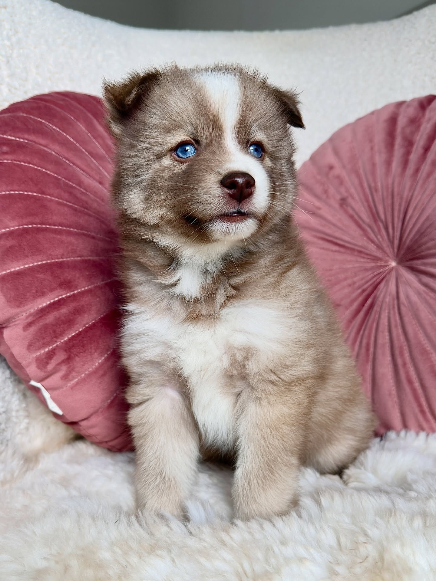 Hallo ihr Lieben 🐾💛
ich bin Filou und ich darf euch was ganz Tolles erzählen: Ich habe meine Traumfamilie gefunden!
Ich bin ein kleiner Frechdachs – super neugierig, immer auf Entdeckungstour und natürlich gerne mitten im Geschehen. 😄 Und das Beste: Meine Mami hat den ganzen Tag Zeit für mich, wir können ganz viel zusammen machen und ich bekomme soooo viel Liebe und Aufmerksamkeit. Ich habe sogar schon ein Hundegeschwisterchen..eine kleine Hunde-Schwester, mit der ich spielen, kuscheln und Quatsch machen kann. Ihr wisst ja… wir sind Rudeltiere – und zu zweit ist das Leben einfach doppelt schön. 🥹🐶🐶
Ich werde dort wirklich sehr, sehr geliebt und ich bin einfach nur glücklich. Danke an meine neue Familie, dass ihr mich so wundervoll aufgenommen habt. 🤍✨ Euer Filou
#Pomsky #PomskyDeutschland #PomskyPuppy #PomskyvanEssa #pomskylove