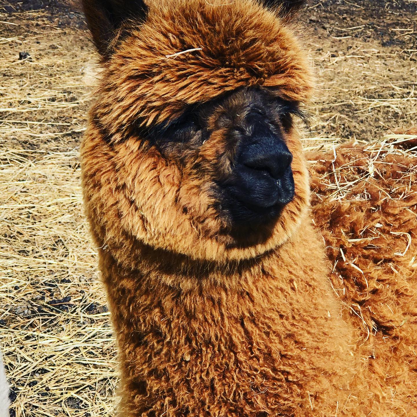 David Hasslehoff is looking good! #alpacasofinstagram #buffaloMn #alpaca #alpacas
