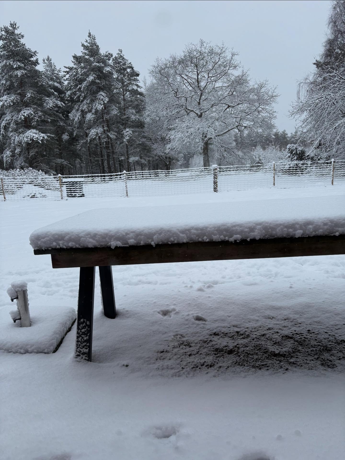 Det syns inte riktigt på bilden men det snöar fortfarande. Helt otroligt! Försöker se det positivt, hundarna är iaf rena! #teamolsen #teamolsenforthewin #levadrömmen #nejsedetsnöar