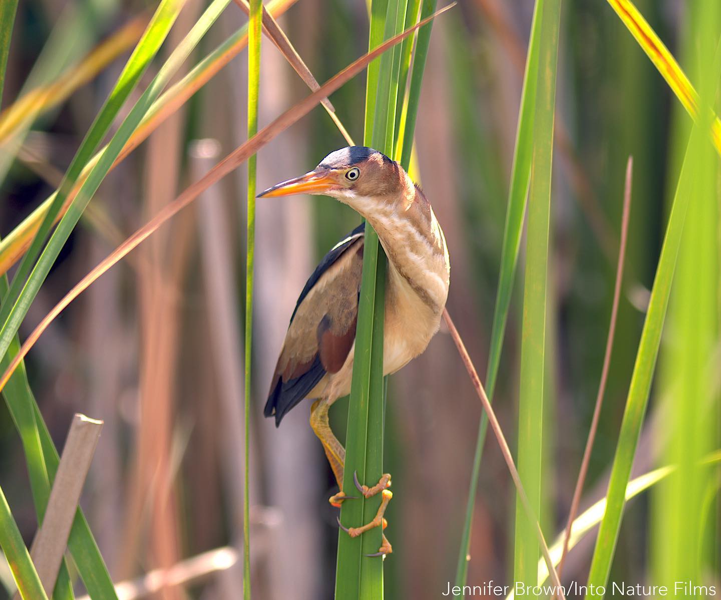 Little Heron of the Marsh
Walking above water in the tangled marsh,
Clutching stems with clawed toes,
I climb through browns, greens, and yellows.
Alligator swims below,
People look and don’t see,
My low frequency call travels far,
Revealing me. #LeastBittern @evergladesnps