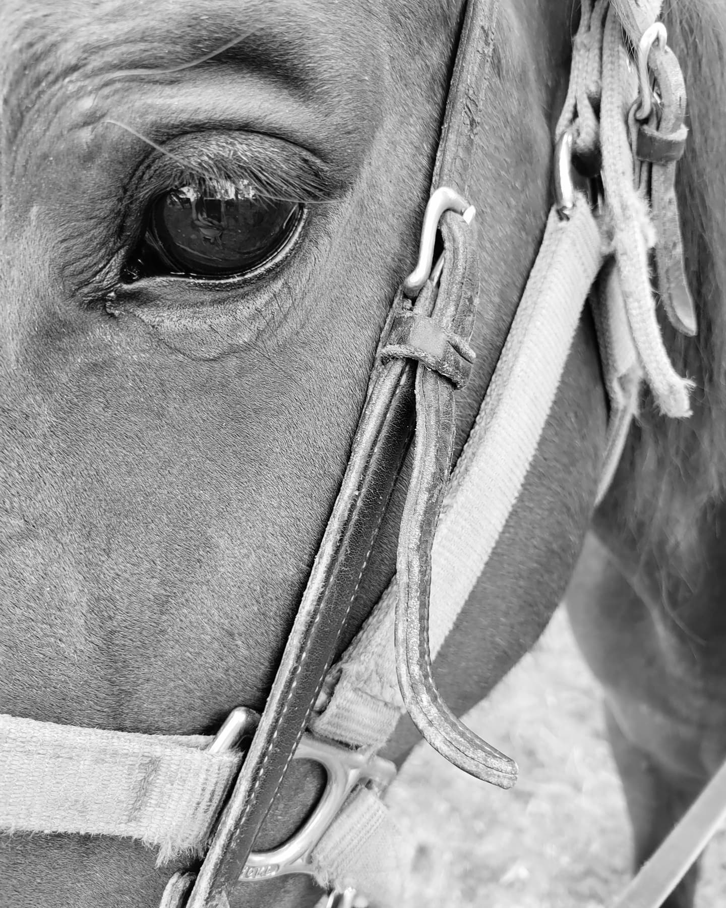 Sweet Penny, such a gentle soul.
#pagosa#trailrides#views#memories#gentlegiants