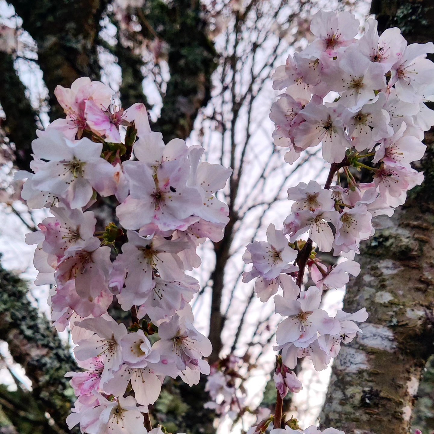 Welcome Spring 🌱 🌼
Today is The Spring Equinox!
We are saying goodbye to our wettest winter I can ever remember and very warmly welcoming in Spring 🙏🏻
Feeling incredibly grateful to all our Winter visitors who loved the quiet, restful time of the year here in the garden 💫
We are now making way to springs new life, sounds, colours and friends 🌈
Here is a little peak at the beautiful blossom tree that really is a show stopper right now, along with the Magnolias, Camilias, Primroses, Daffodils, Tulips and Helabores!
Have a fantastic Spring and we look forward to you joining us for your @thegreenhousesparetreat
fix 💚
#gardeninspiration #spring #springequinox #colours #blossom #timetoshine #glamping #spa #Cornwall #retreat #equinox #hellospring #goodbyewinter #thegreenhousesparetreat