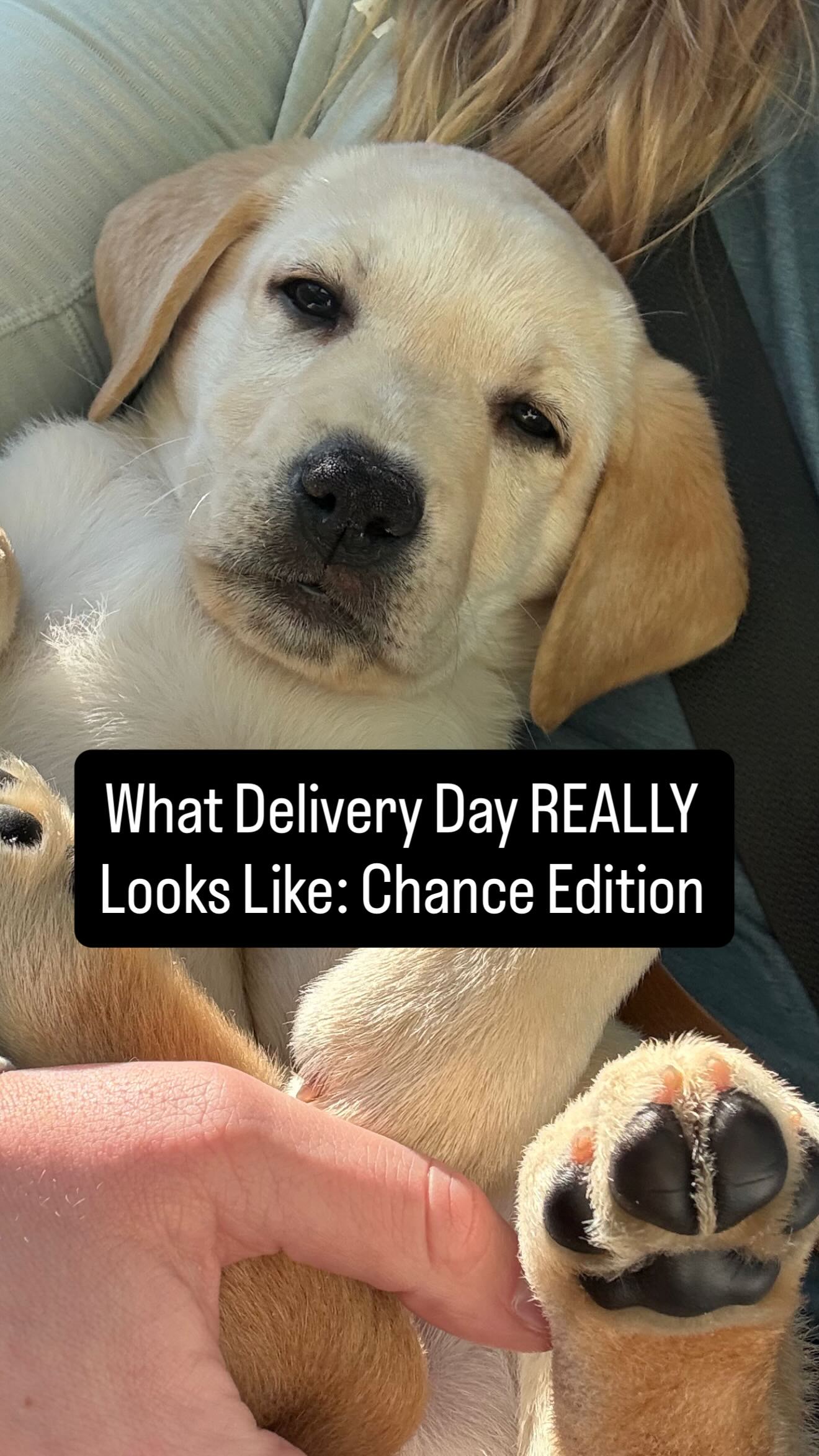 What Delivery Day REALLY Looks Like: Chance Edition 🐾
Early alarms. Miles of freeway. Coffee fuel. Puppy breath.
Every clip in this reel is timestamped—because bringing a future service dog to their trainer isn’t a moment, it’s a day.
Endless gratitude to the ADI Breeding Cooperative and Guide Dogs of America for the care, intention, and partnership that make days like this possible.
Chance is officially on his way. 💛
#AutismServiceDog
#ServiceDog
#AutismParent
#AutismAssistanceDog