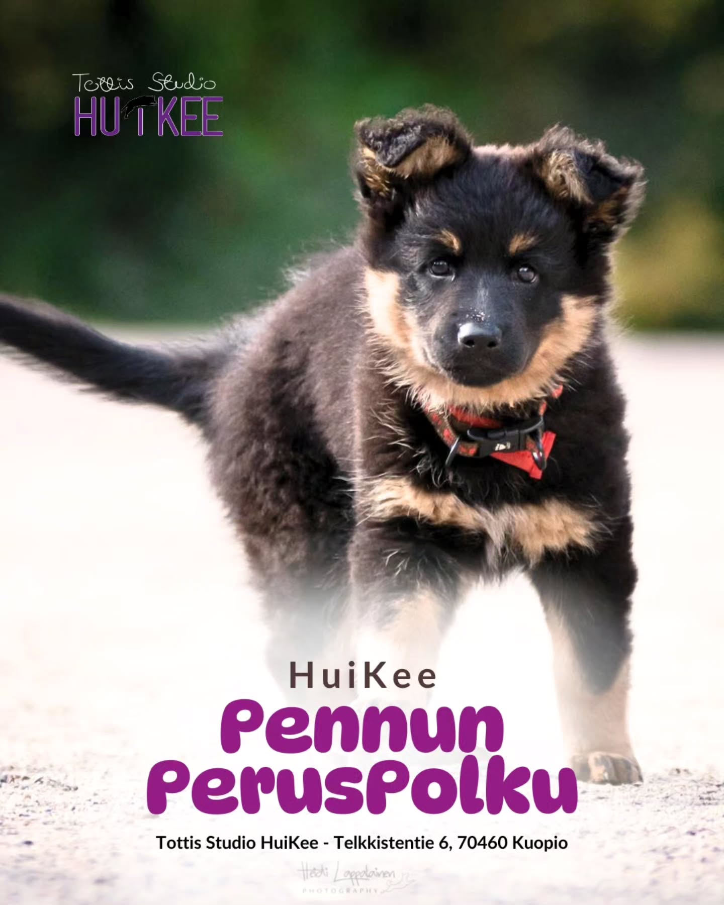 ✨️ HuiKeen Pennun PerusPolku ✨️
Ensiaskeleet huikeaan elämään - pennun ja ihmisen yhteinen alku.
❤️ Helmikuussa
▫️ 1.2 Sunnuntaisin klo.14-15
▫️ Ohjaa Jemina @koirapalvelulojaali
▫️ Hinta 128€
▫️ HuiKeen hallilla Kuopion Kelloniemessä Telkkistentie 6, 70460 Kuopio
🔹️ Ilmoittaudu mukaan kotisivujemme kautta!
Pennun PerusPolku kurssin tavoitteena on luoda pennulle vahva perusta - turvallisuuden tunne, oppimisen ilo ja selkeät rutiinit, jotka tukevat hyvinvointia pitkälle tulevaisuuteen. PerusPolku auttaa sinua ja pentuasi löytämään yhteisen rytmin, luottamuksen ja arjen sujuvuuden, joiden päälle kaikki tulevat taidot rakentuvat.
Kurssi on suunnattu ~4-12kk ikäisille pennuille ja se toimii luonnollisena jatkumona PentuEskarille - tai ensimmäisenä askeleena, jos pentu on vasta liittynyt perheeseen.
Jokainen tunti on täynnä helppoja onnistumisia ja niitä kaikkein tärkeimpiä hetkiä: yhdessä olemista, oivalluksia ja iloa.
Aiheina tunneilla mm.
▫️Palkkamerkki ja palkkaamisen perusteet
▫️Ruokapalkka ja lelupalkka
▫️Yhteistyön perusteet
▫️Käsikosketus ja istuminen
▫️Luopuminen
▫️oma peti tai alusta
Lämpimästi tervetuloa mukaan! ❤️✨️
--------‐---------------
✨️ HuiKeen Pentu Startti ✨️
~ Pienestä pennusta kohti sujuvaa arkea ja tulevia harrastuksia ~
HuiKee Pentu Startti kokoaa yhteen neljä eritasoista ja eri kehitysvaiheisiin suunnattua pentukurssia. Ne muodostavat selkeän, lämpimän ja tavoitteellisen polun pennun ensimmäisiin viikkoihin, arjentaitoihin ja aina harrastuslajeihin tähtääviin perustaitoihin asti. Voit käydä koko polun pentusi kanssa läpi tai yksittäisen kurssin.
Pentu Startti sisältää kurssit:
✨️ PentuEskari
▫️Pikkupennun parhaat alkuhetket oppimisen maailmassa! (pikkupennuille 2-5kk)
✨️ Pennun PerusPolku
▫️ Ensiaskeleet huikeaan elämään - pennun ja ihmisen yhteinen alku (entinen perus pentukurssi)
✨️ Pennun JatkoPolku
▫️ Vahvat taidot arkeen - keskittymistä, malttia ja hallintaa (jatkokurssi jossa vahvistetaan arjentaitoja)
✨️ PentuTottis
▫️ Vahva pohja tulevaisuuden tähdelle! (Lajeihin tähtääville pennuille)
#tottisstudiohuikee #koirankoulutus #koirakoulukuopio #Kuopio #koirahalliKuopio