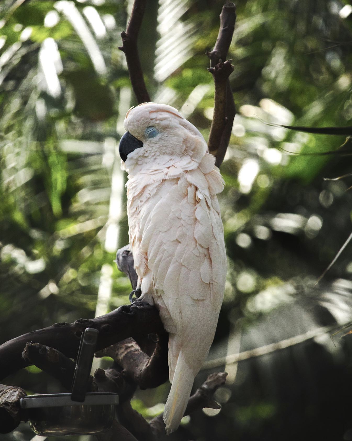 🕊 It took me a long time to find my style in photography, and a huge part of that was exploring different subjects, and trying to break out of the mould of what I thought a true ‘subject’ was…
Because sometimes it’s hard to do something new. To try something new. To get uncomfortable.
But photographs have a beautiful way of standing alone to tell a unique story. It’s why we take so many of them! Hoping that, if we keep showing up, we’ll make a feeling last forever.
🌈 And sometimes, if we’re lucky, we do.
I’ve learned, over the last 10 years of practicing (and expanding on) this craft, that it’s okay to change, to grow, and to appreciate the new.
And that actually some of our best creative inspiration is found in the least likely of places.
🌱 This shot for Bloedel is still one of my favourites, and when I look back on it I can feel myself coming to life again, and breathing new creative life into myself.
I hope you discover something new today, wherever you are! Even in the familiar…
Blue-eyed Cockatoo, Bloedel Conservatory in Vancouver, Canada @bloedel_conservatory
#foweycornwall #foweyphotographer #foweyphotography #bloedelconservatory #naturephotography #birdphotography #parrotlovers #parrotgram #bloedelvancouver
