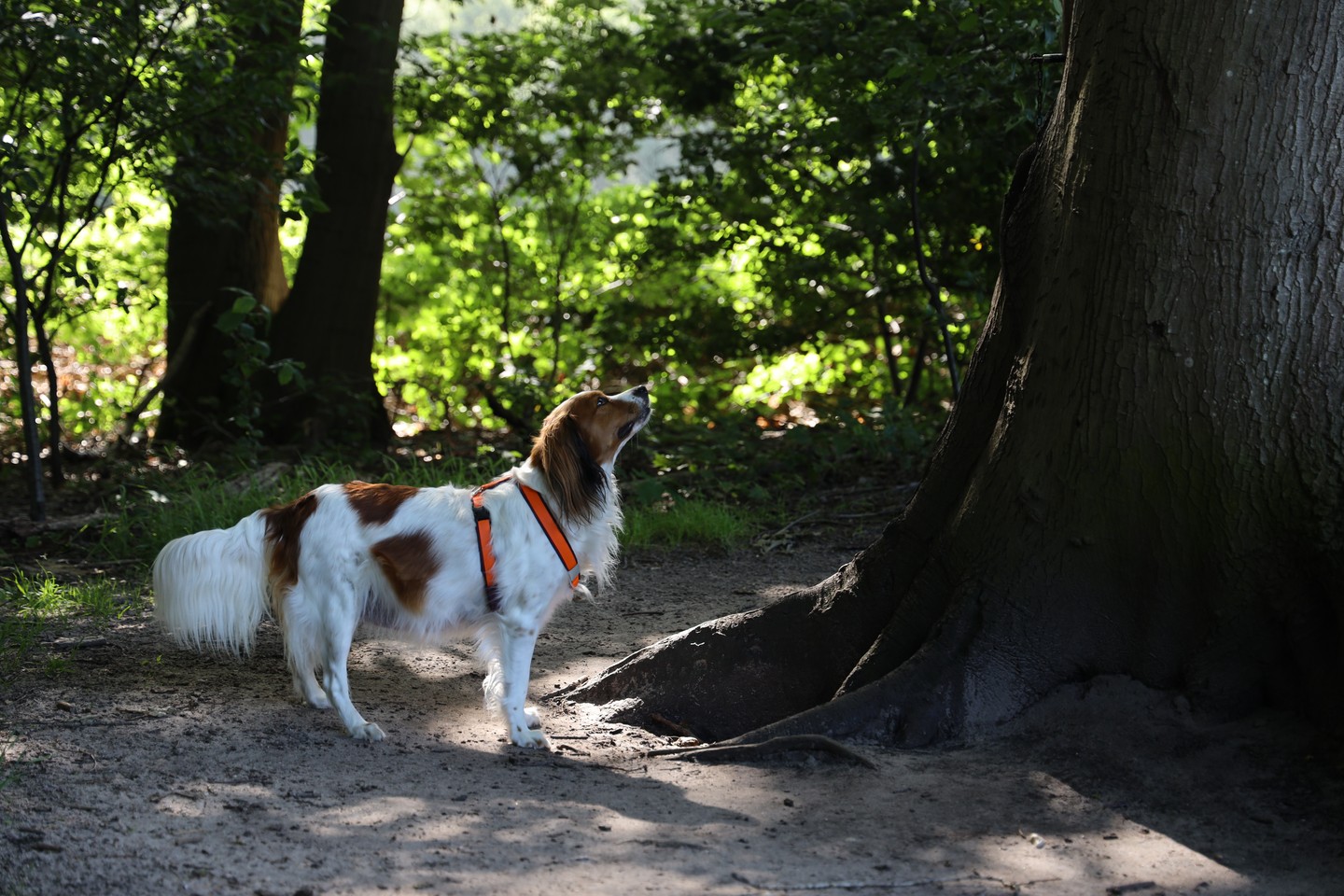 De laatste loodjes... Nog even het bos in en genieten van het zonnetje, want straks zijn de puppy's er! Lees meer op de nieuwste blog. #kooiker #kooikerhondje #kooikerofinstagram