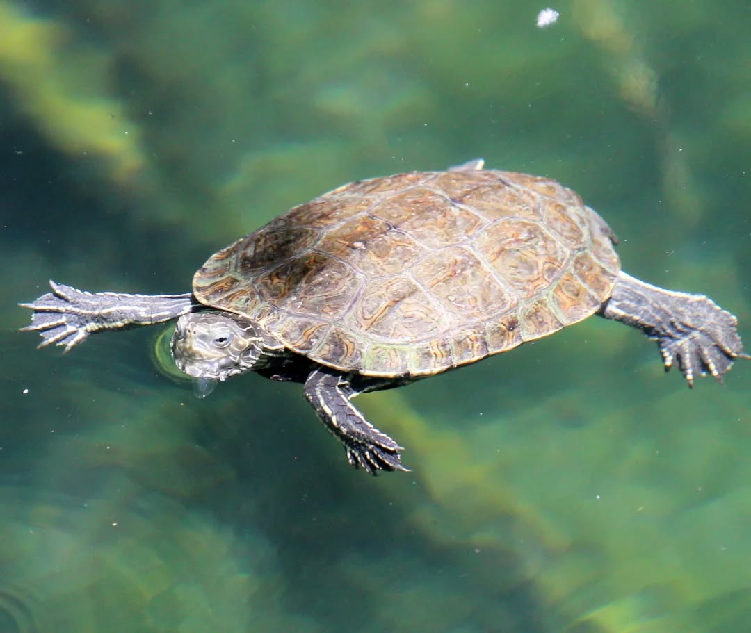 A Balkan terrapin chilling.
#islandwildlife #kefaloniawildlife #guidedwildlifewalks #balkanterrapin