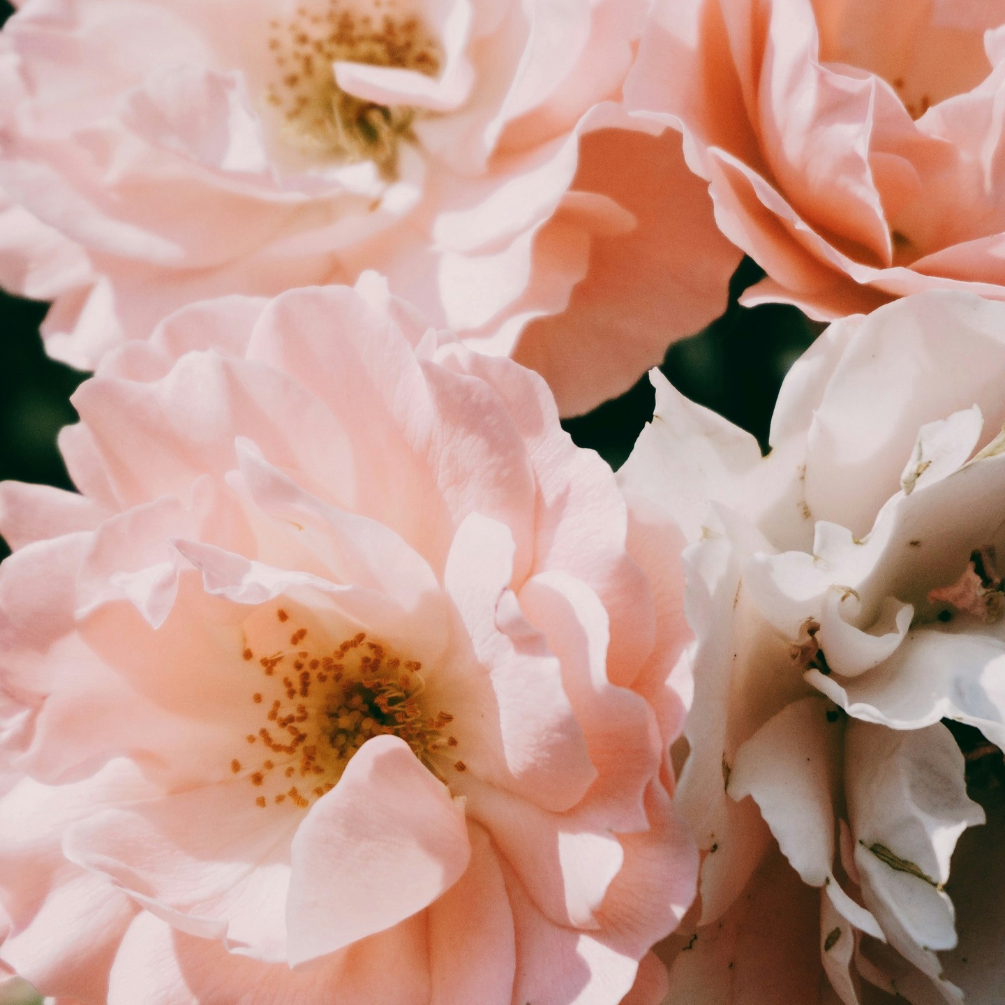 have you ever "woken up" and realized all the things that your parents did to try and make your life better, and suddenly realize it? All they ever wanted was for you to be happy, safe and content. It is all I can ever wish for my own children....
#lifeisbutadream #prayforyourchildren #findingpeacewithin #lovemykids #lovemykidsmorethananything