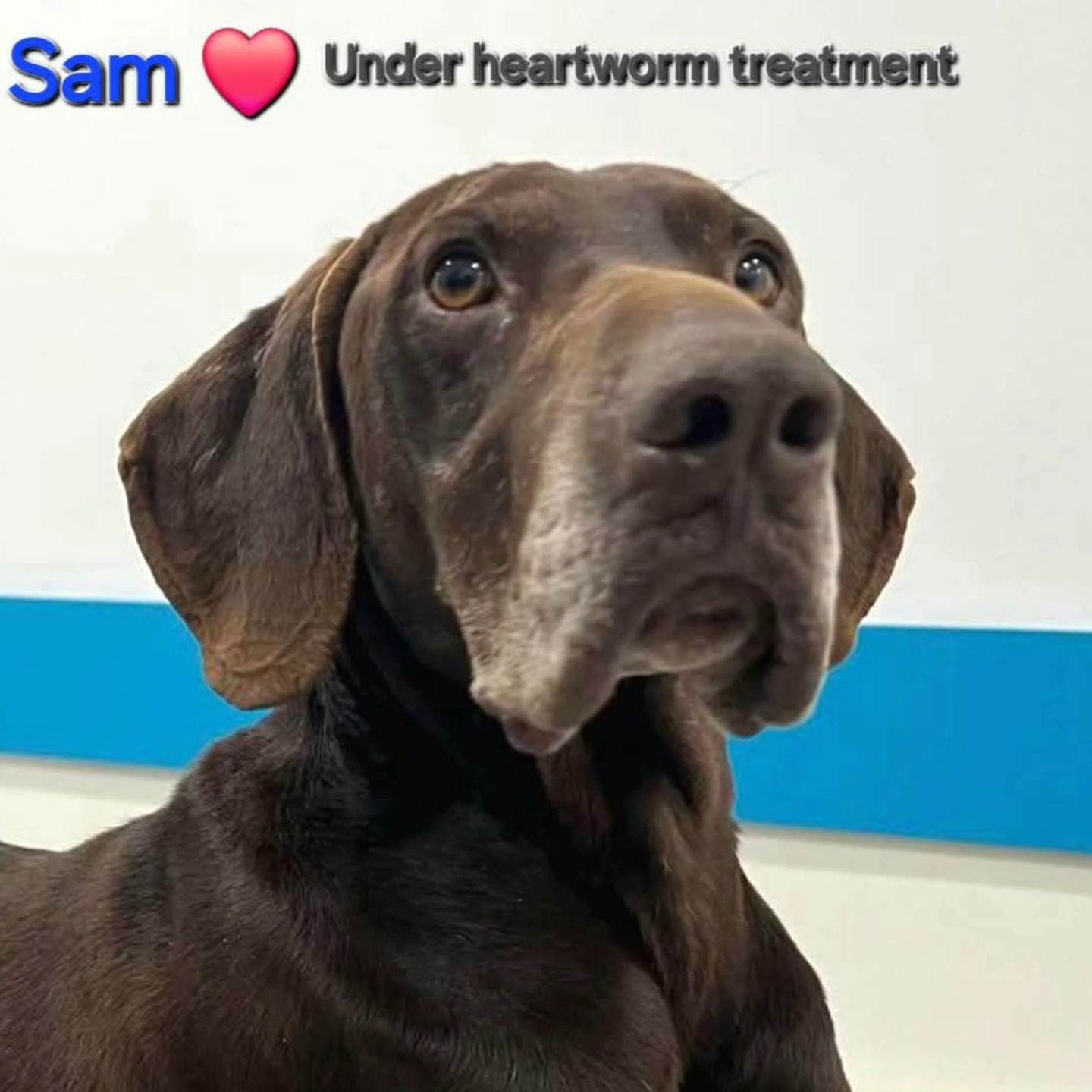 Dear Danielle Mertens, thank you very much for your donation of €500 for Sam's❤️🐾 heartworm treatment🙏💝
Contact via email: gsprescuehr@gmail.com
Website: https://www.gsprescuehr.com/nl/contact.
#dontshopadopt#gspoftheday #gspcommunity#germanshorthairedpointerlovers #germanshorthairedpointerlovers #pointerlovers #gspcommunity #pointerlove #germanshorthairedpointer #birddog #pointersofinstagram #gsprescue #gspworld #gsp #gsplife #gsploverig #gsplovers #gspsofinstagram #gspuniverse @lydia_lidach #rescuedog #rescuedogsofinstagram #rescuedismyfavoritebreed#deutschkurzhaar