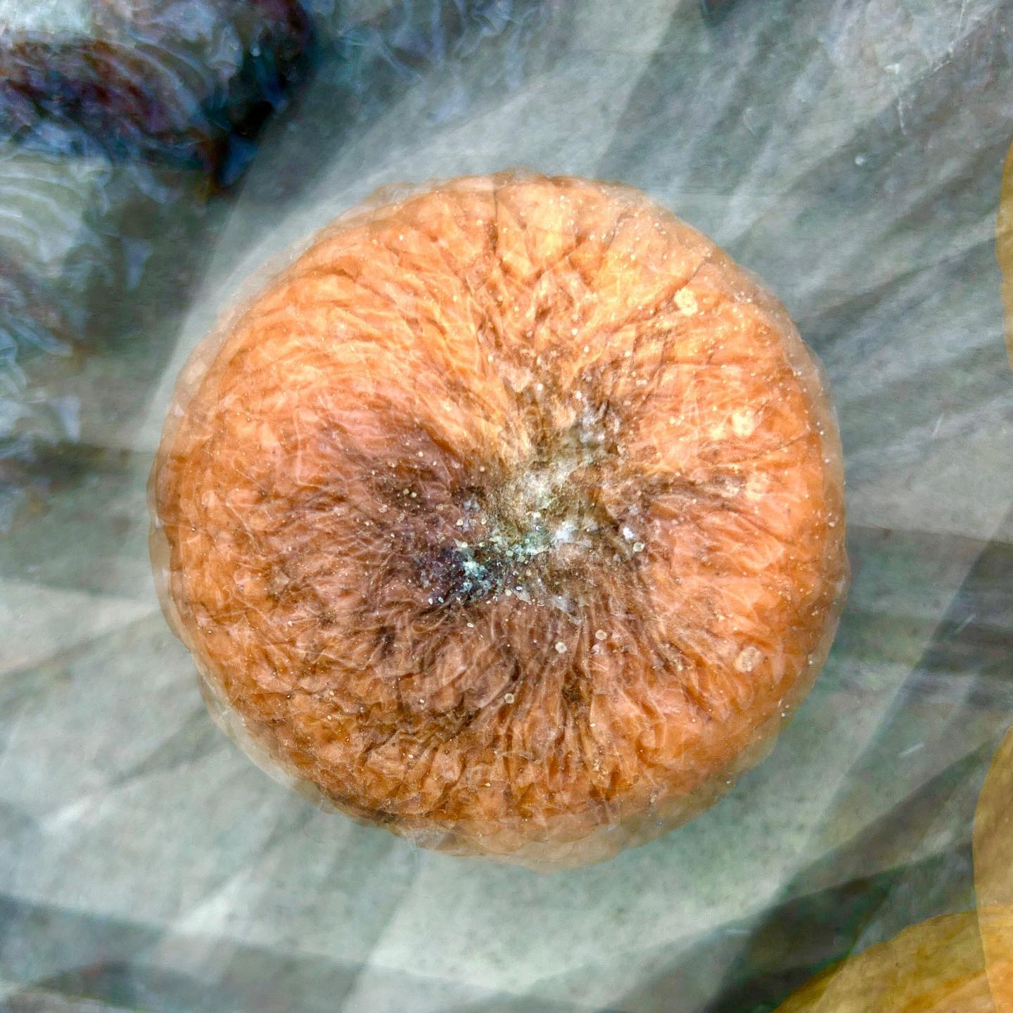 THE FORGOTTEN APPLE #experimentellefotografie #multiexposure #nophotoshop #mehrfachbelichtung #visualart #incamera #fineartphotography #wallart #abstractart #inmotion #experimentalphotography #motion #artoninstagram #fineart #ilovehannover #artography #camerapainting #herbst #autumn #apple #apfel #hannover #iphonephotography #anappleaday #fundsache #catchoftheday