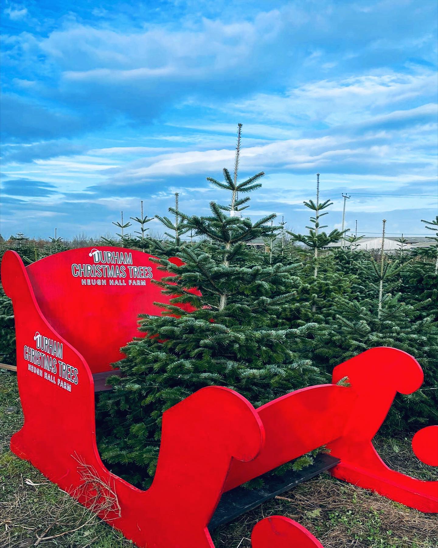 🛷🪚 Who spotted Santa’s sleigh last weekend hidden amongst the 🌲’s?
📆 This week we’re open 10.30am - 3.30pm: Friday 2nd December, Saturday 3rd December and Sunday 4th December
🎄 Norway Spruce & Nordmann Fir are available in our pick your own plantation
🎪 Our pre cut Nordmann Fir & pot grown range are displayed under shelter this year, located next to our plantation
🌟 Children’s Christmas trail
☕️ Refreshments are available
🐶 Dogs welcome on a lead
🚗 Deliveries starting at £5
Please visit our website for further details durhamchristmastrees.co.uk
#outdooractivities #locallysourced #freshlycut #pickyourown #PYO #durham #christmastrees #northeast #durhamchristmastrees #heughhallfarm #smallbusiness #christmasiscoming #nordmann #fir #norway #spruce