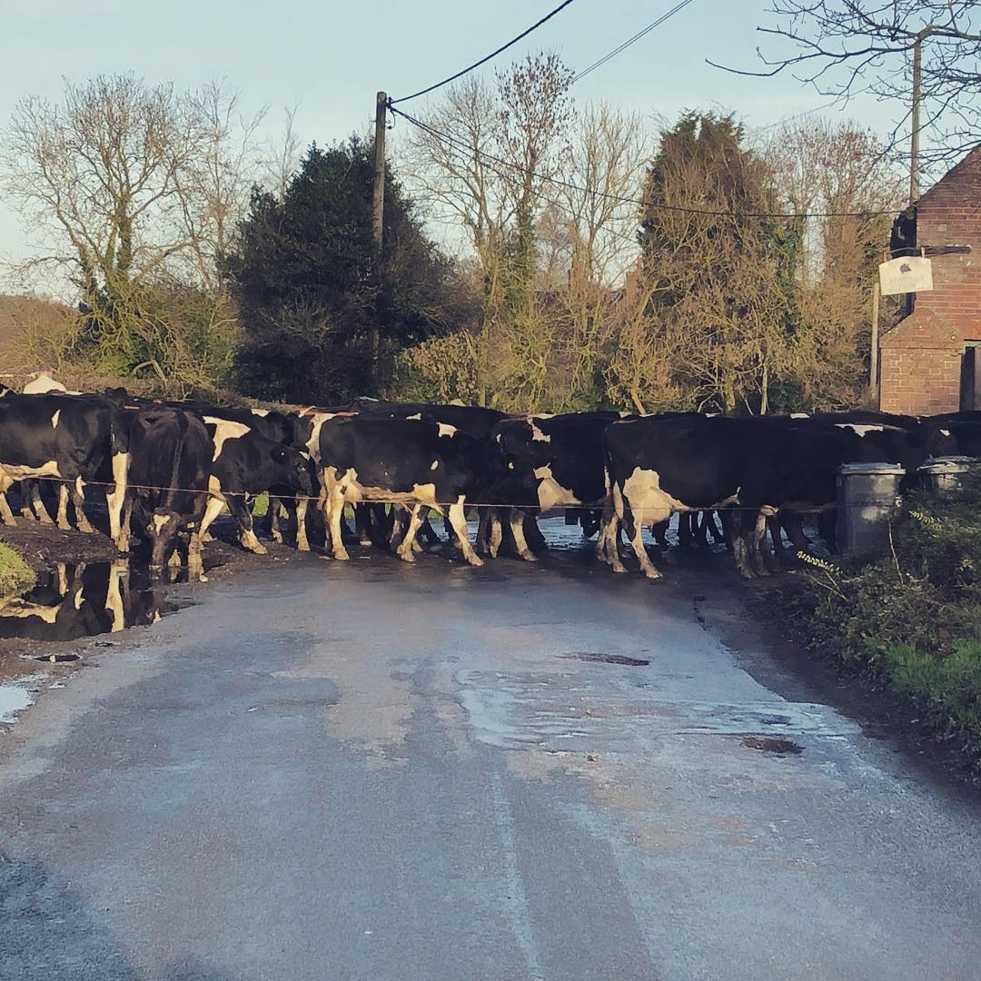 Today’s Road Block! 🐄 🐄 🐄 #comeoncowspeopleneedcoffee