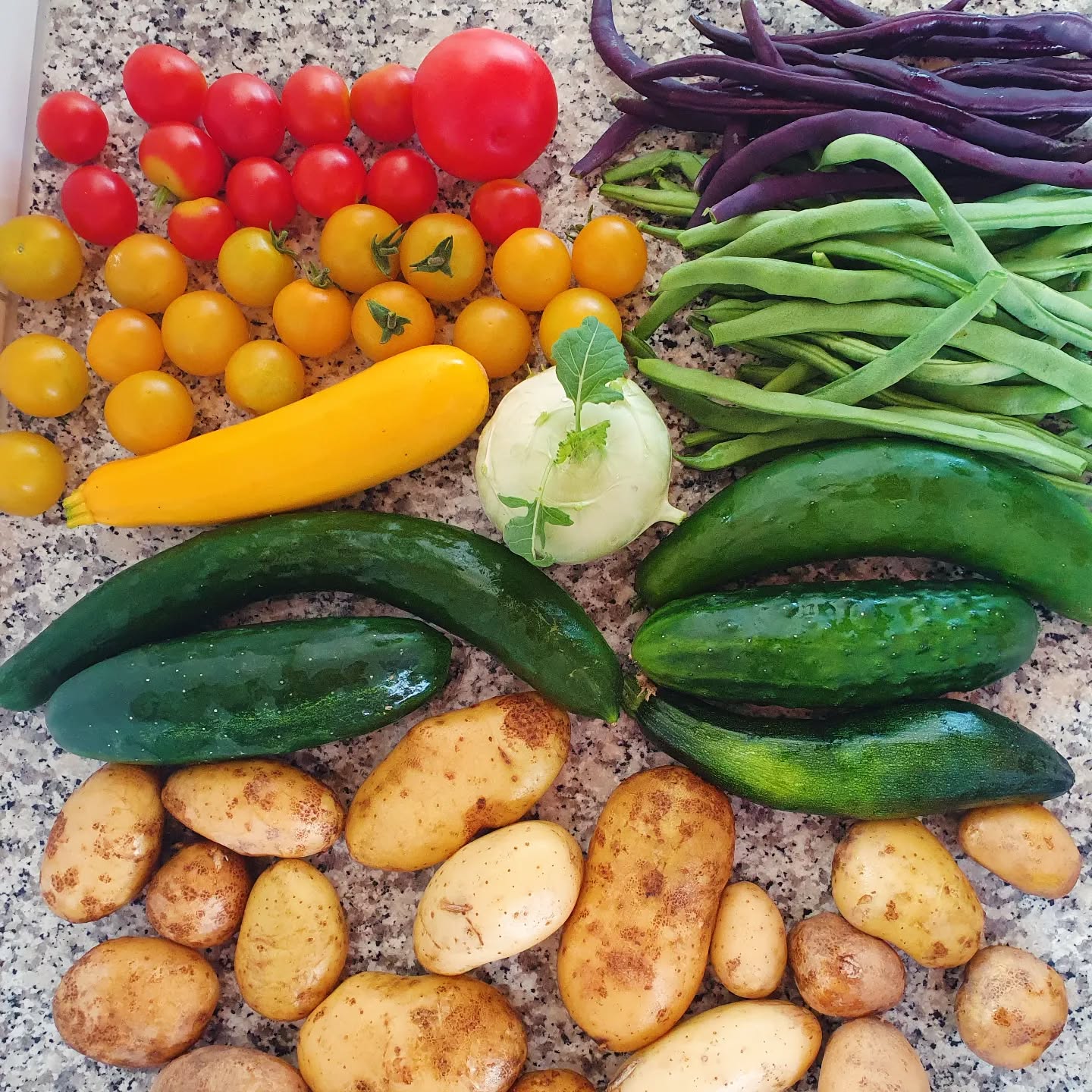 #sommer
#meingarten
🍅🍆🥒🥕🌽