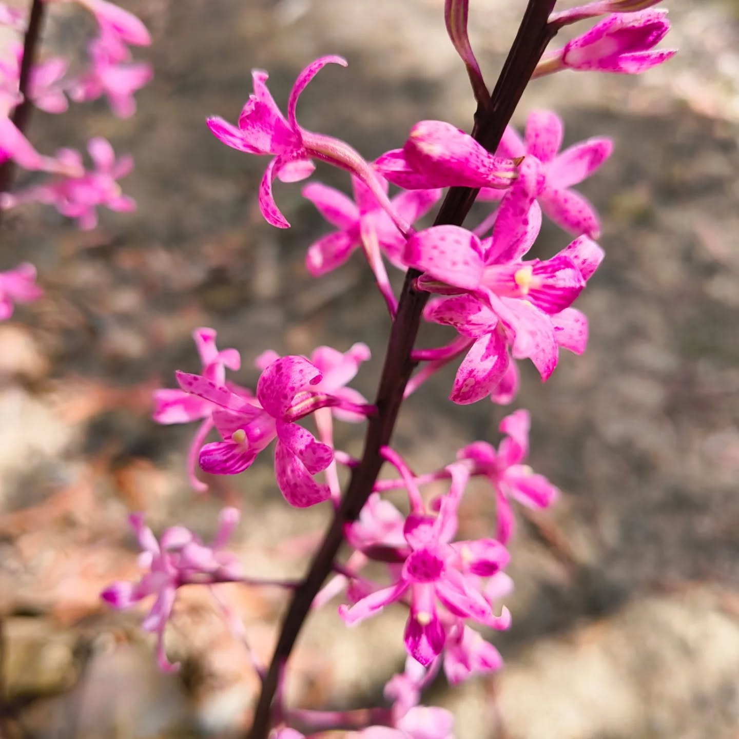 Hyacinth orchid time.