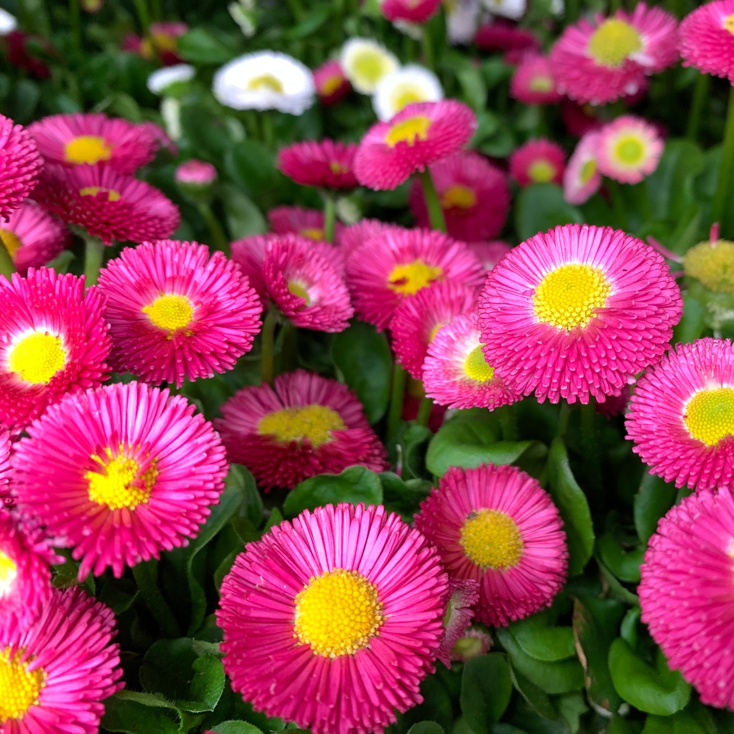 Oopsie Daisy! Don't forget about this bold early blooming perennial - Bellis daisies.