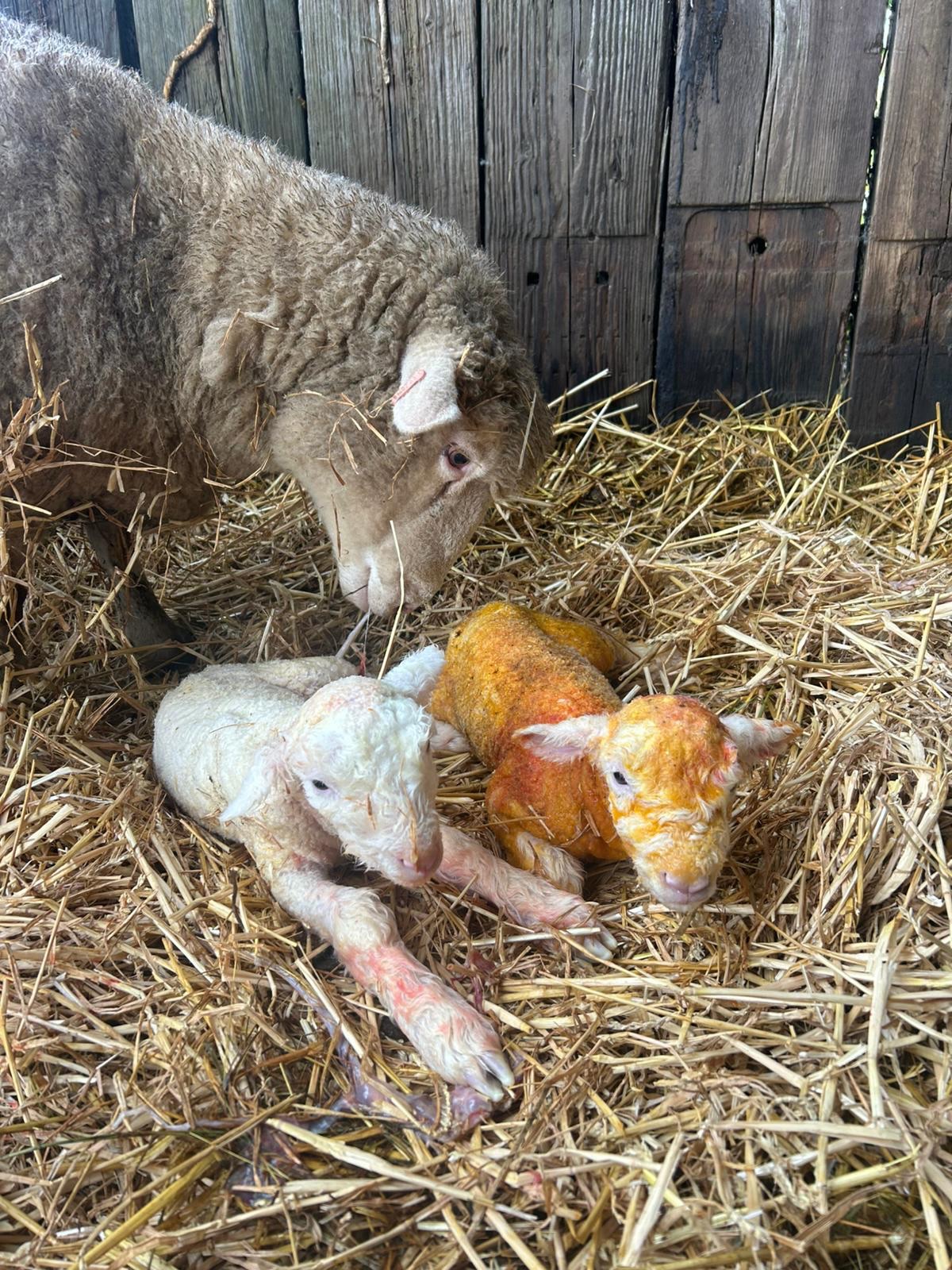 Spring has been springing for our vets, including a double whammy lambing visit for vet Sophie today!