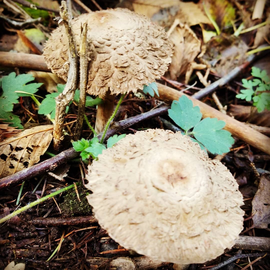 While the rest of the forest is winding down for winter's sleep, new life emerges.
Autumn in the PNW means mushrooms! I think we may have a short season, though. The squirrels are turning white already!
#witchesofinstagram #witchlife #seasonofthewitch #pagansofinstagram #magick #goddess #mothernature #solitary #ecclecticwitch #greenwitch #greenman #hornedgod #pnwwitch