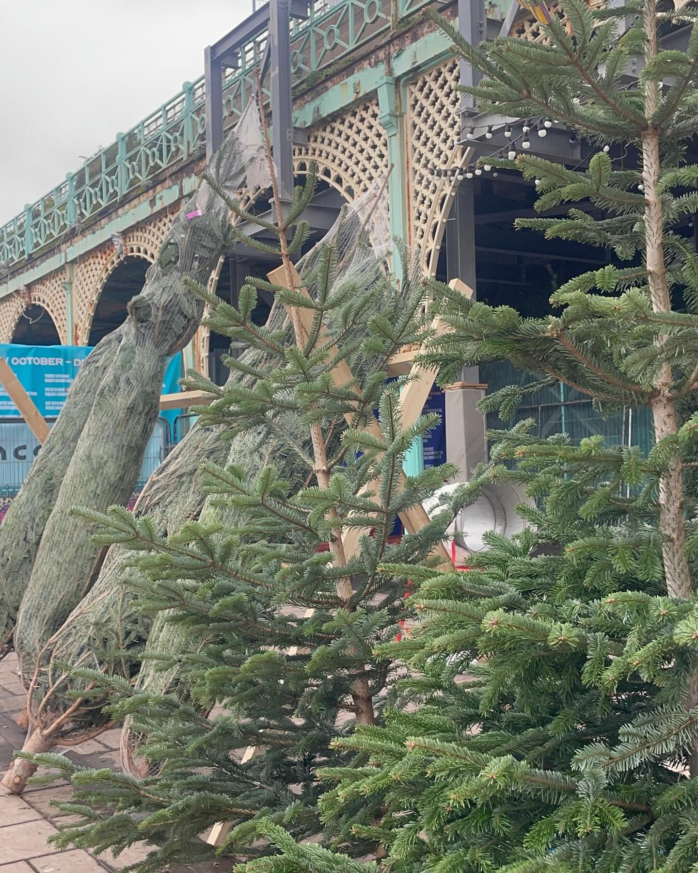 The final few trees available at Concorde! It’s very likely we’ll sell out today so it’s your last chance to get your Christmas tree 🎄