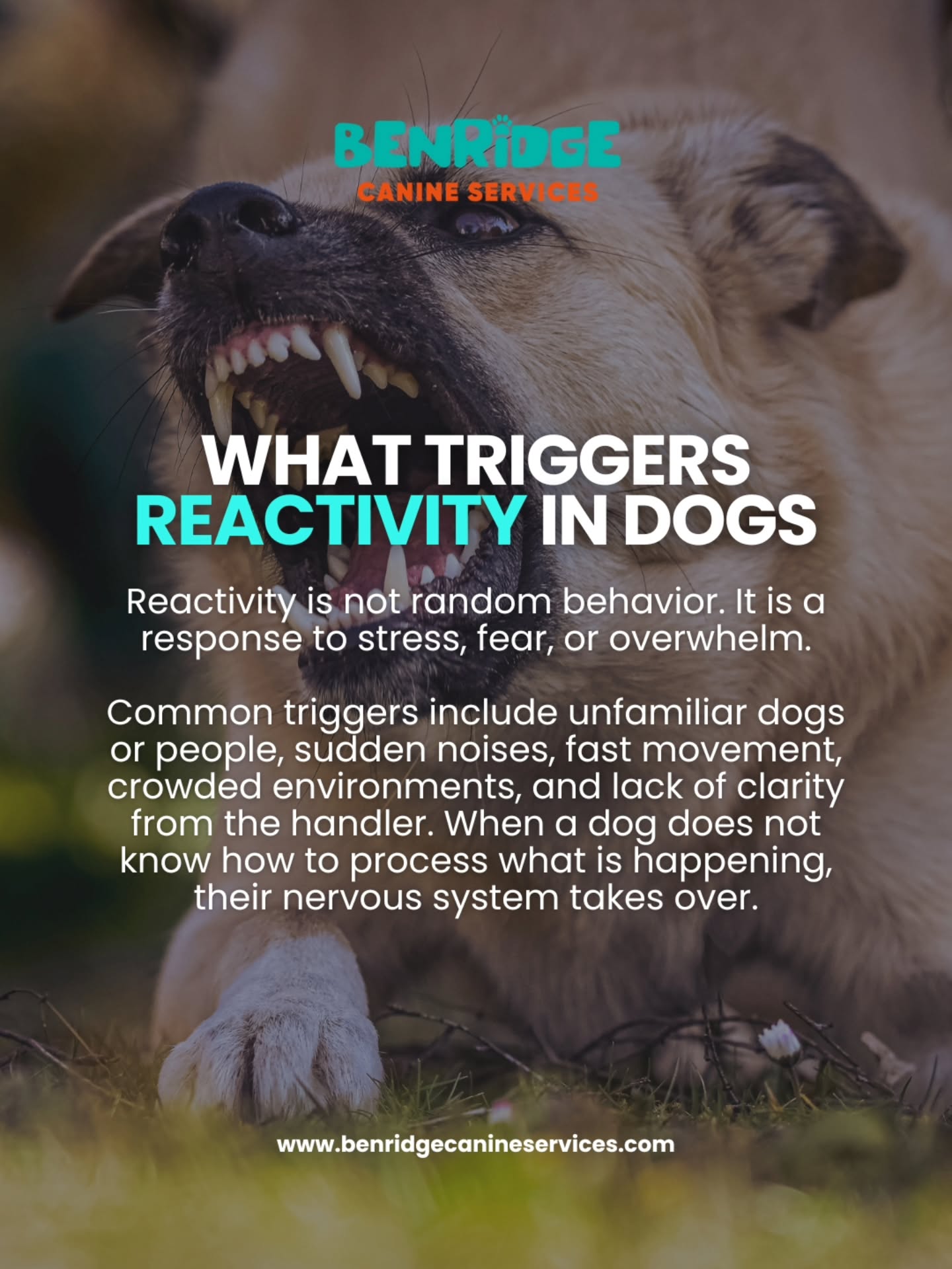 What Triggers Reactivity in Dogs
Reactivity is not random behavior; it's a response to stress, fear, or overwhelm. Dogs react when faced with triggers such as unfamiliar dogs or people, sudden noises, fast movement, crowded environments, or lack of clarity from their handler. When a dog doesn't know how to process what’s happening, their nervous system takes over.
Understanding these triggers is key to helping your dog stay calm and controlled.
24 Pillar Rock Crescent, Markham, ON L6C 3H4
📞 647 425 4838 | 647 807 8761
📲 @benridgecanine_services
🦴 www.benridgecanineservices.com
#dogtraining #reactivity #dogbehavior #caninebehavior #stressrelief benridgecanineservices dogtrainingtips dogbehaviortraining doganxiety markhamdogs