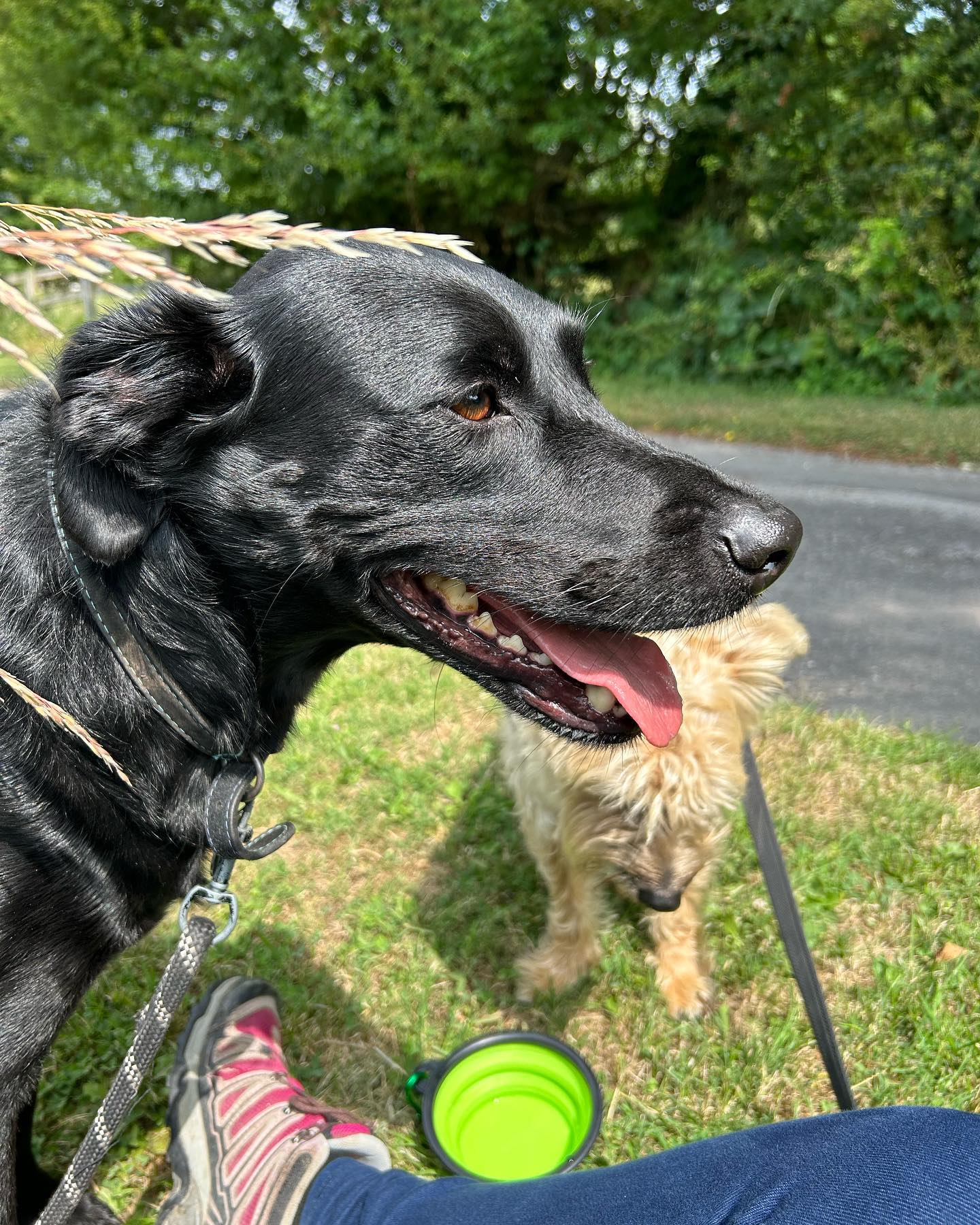 There’s always time for water and treats all round🐶