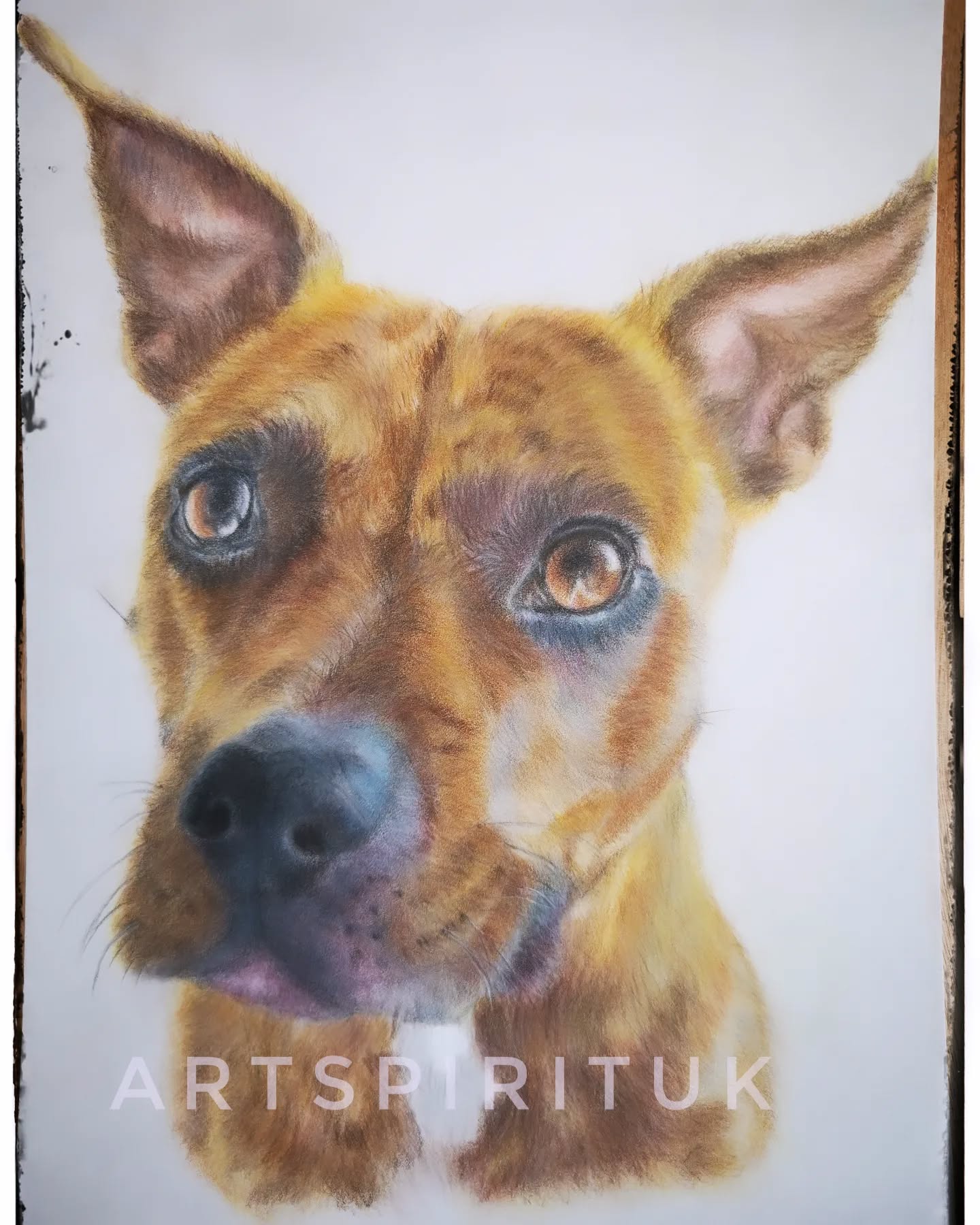 A beautiful furbaby A total gem. The owner loves her portrait. Hope you like it too. Loads of warm colours I have put in I this portrait building on her beautiful characteristics. #doglovers #colourpencil #gallery #gallerywall #dogs