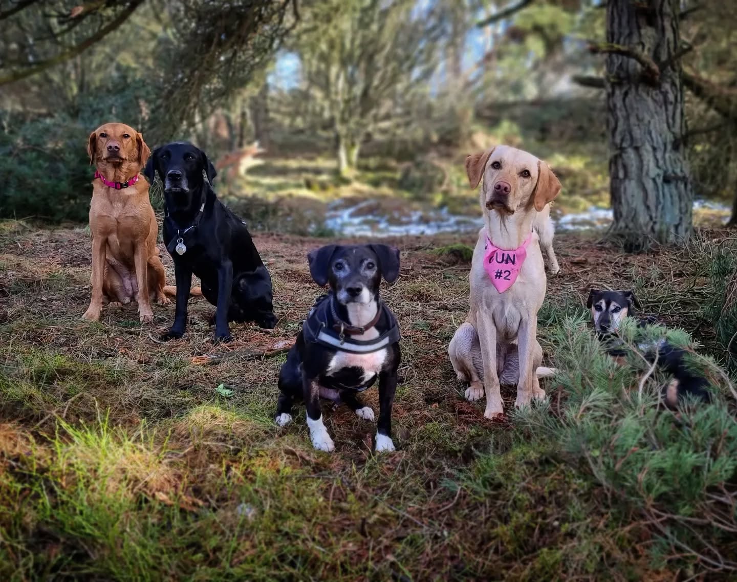 Luna, Laggan, Mylo, Quinn & Alfie
#labrador #labradorretriever
#labradorable #labsofinstagram #cockerjack #jackhuahua #terriermix #chihuahua #jrt #cockerspaniel #friends #dogsofinstagram #dogsofinsta #instadogs #dogphotography #scotland #dogsandpals #dogstagram #pawsome #dogsofinstaworld #dogs_of_instagram #adventurewithdogs #dogs #lovedogs #dogwalking #doglovers #doglife #dogsdaily #dogsofig #instagramdogs